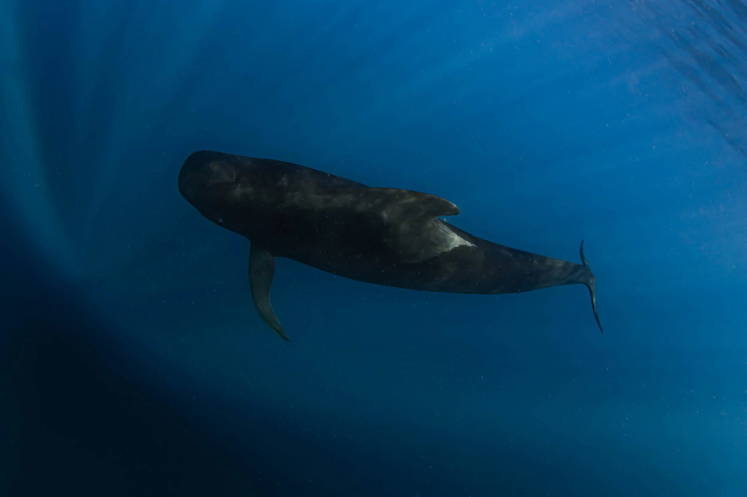La Ventana - Pilot whale swimming beneath.jpg