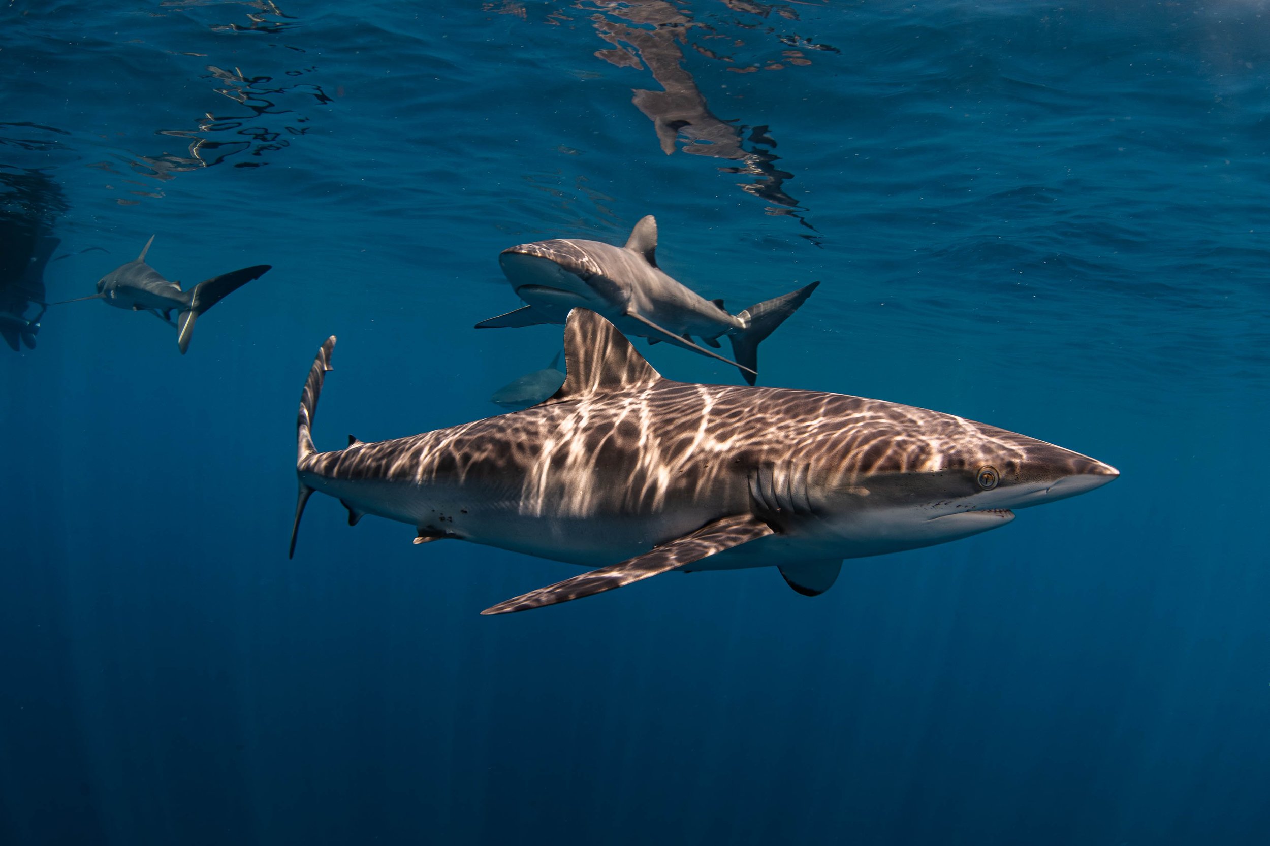 La Ventana - Silky Sharks Swimming by the Boat.jpg