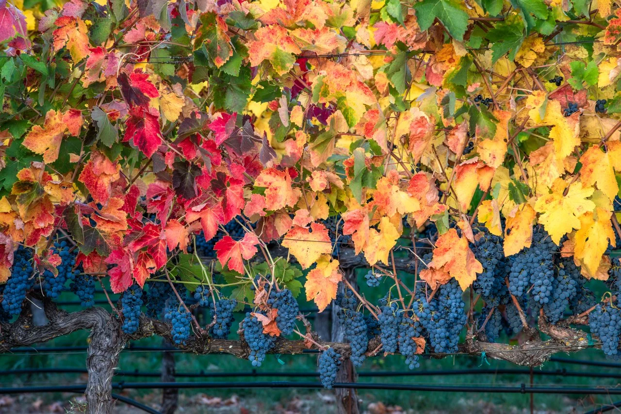 Vines in Vibrant Color