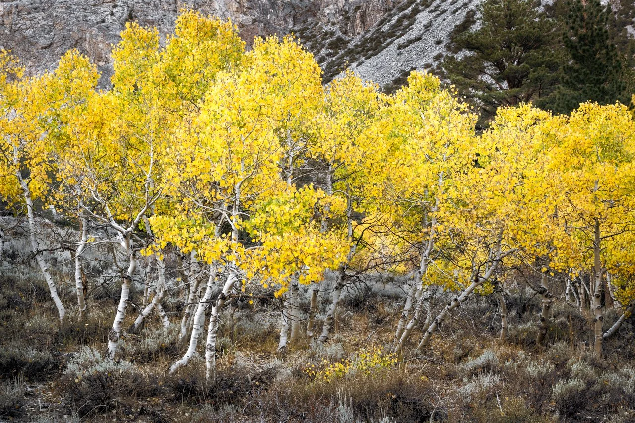 Aspens in a Bunch