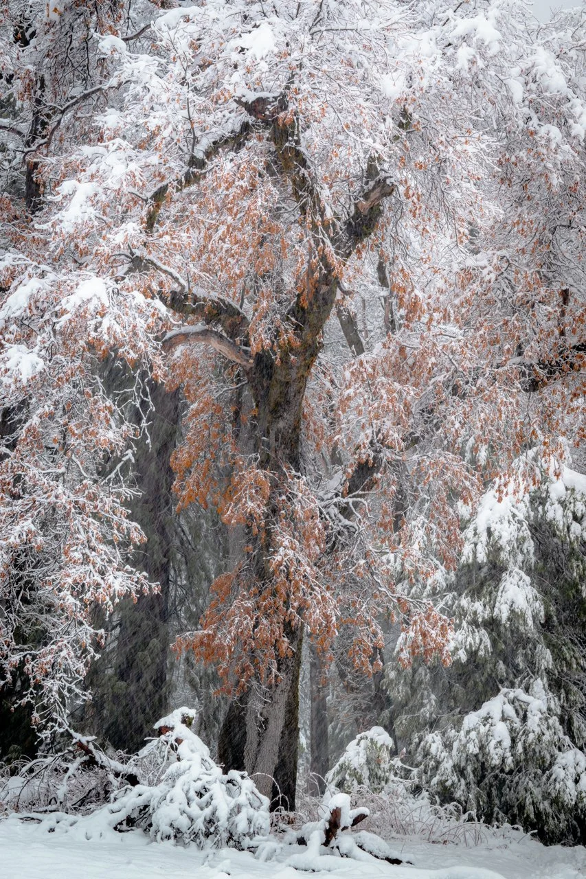 Valley Oak in Winter