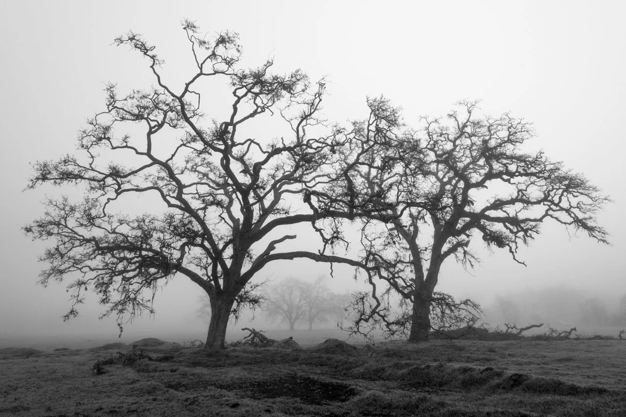 Oaks in the Fog