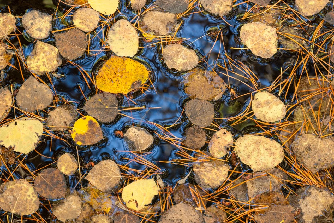 Yellows and Blues