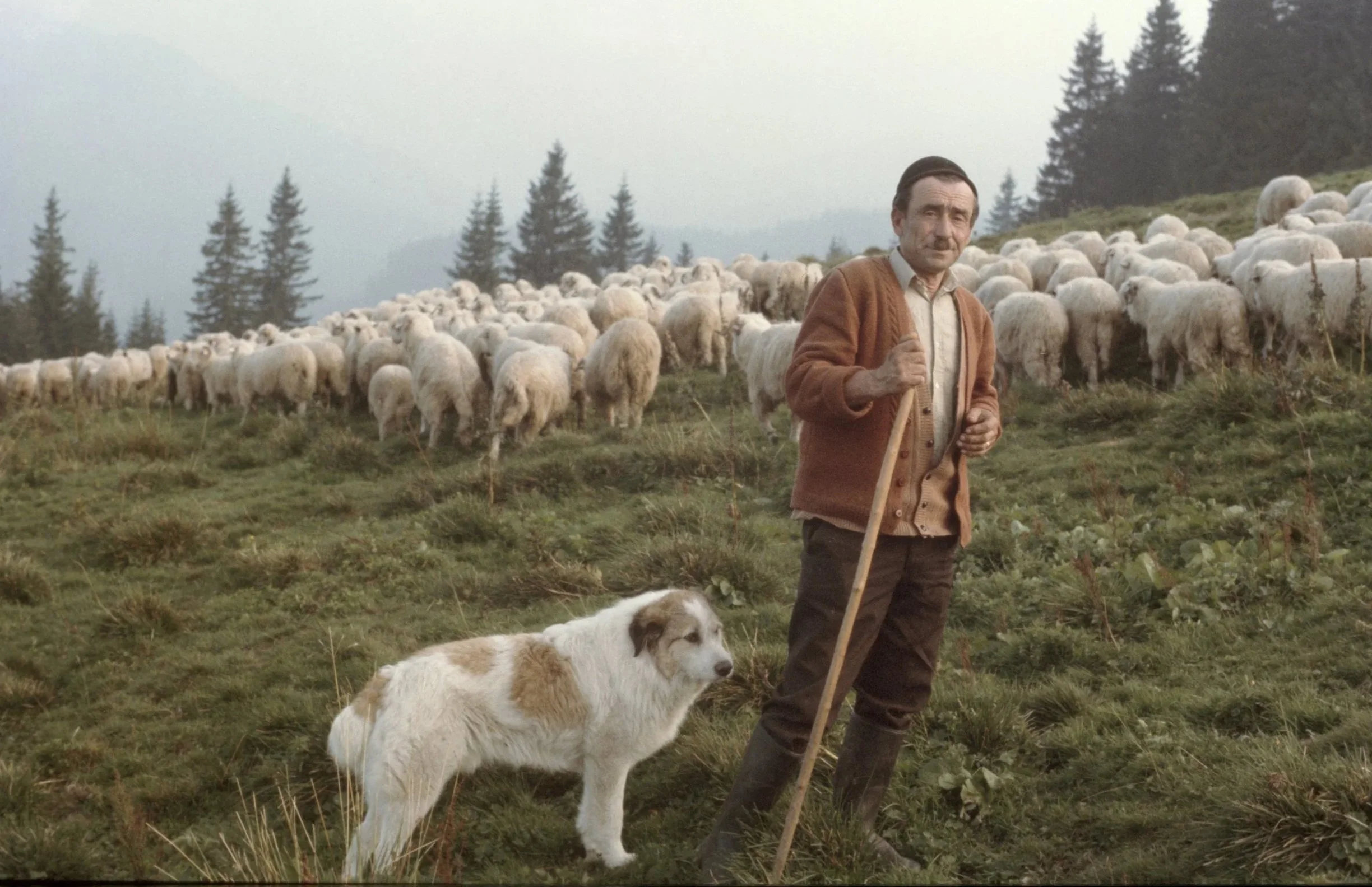 Mioritza 1981-1982
