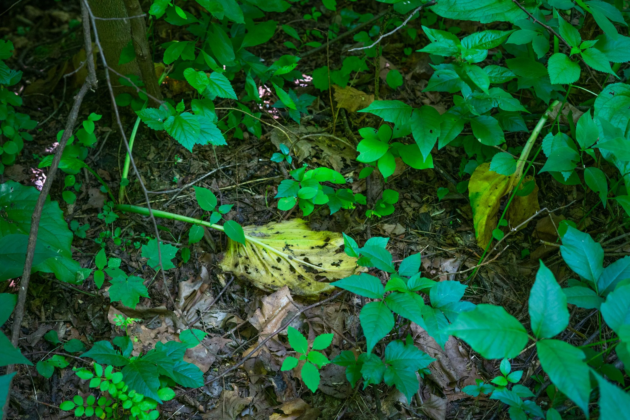 DSC09642-Edit.jpg