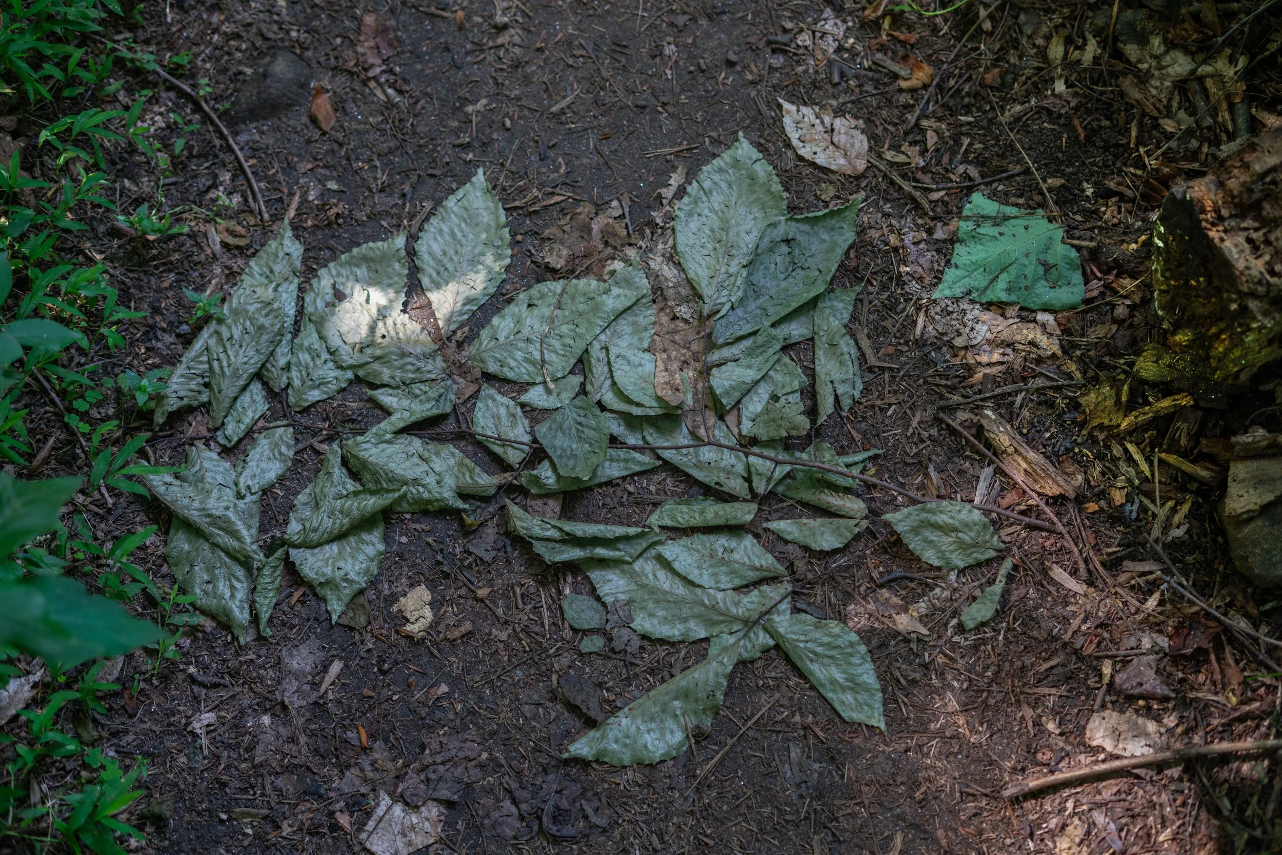 DSC09652-Edit.jpg