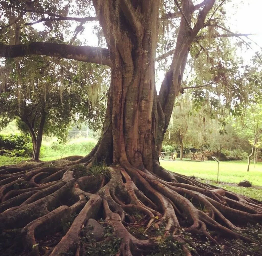 La importancia de nuestros Antepasados