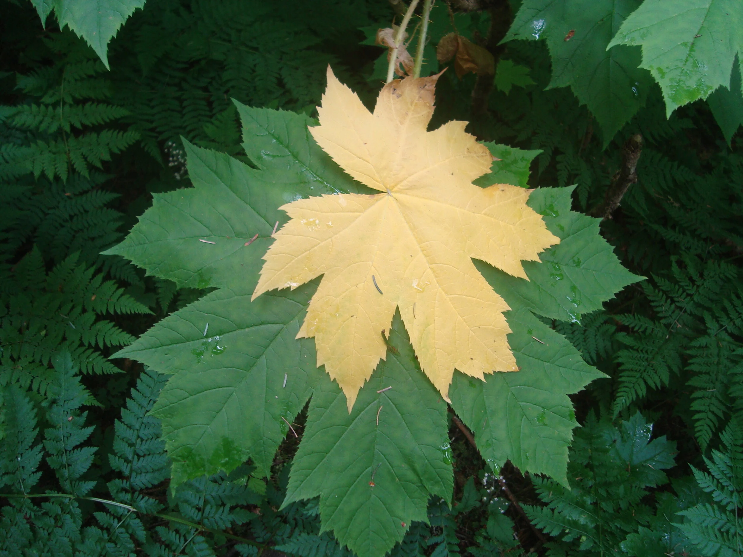 Aprendiendo a recibir retroalimentación de manera constructiva