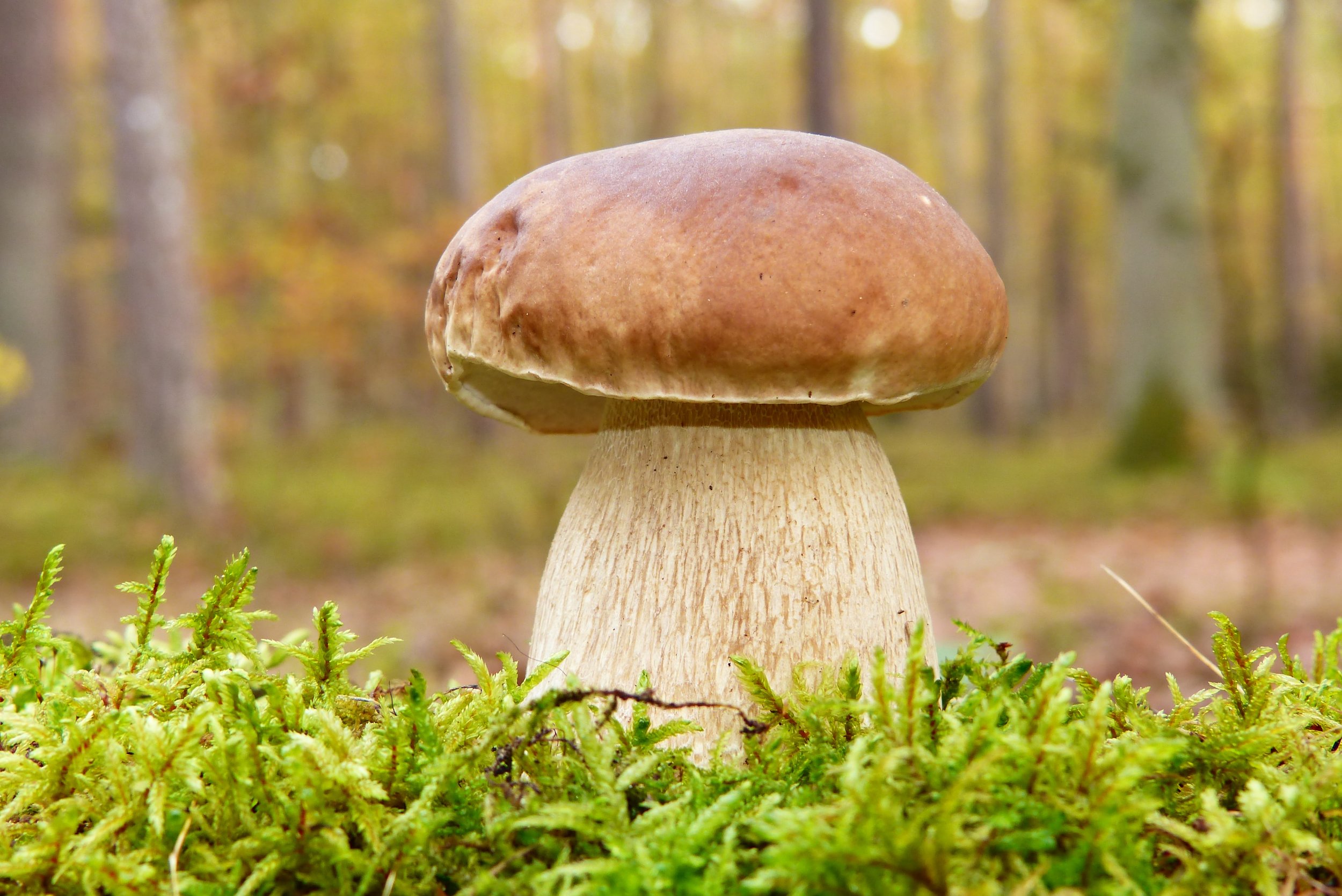 Private Mushroom Consultation - Single