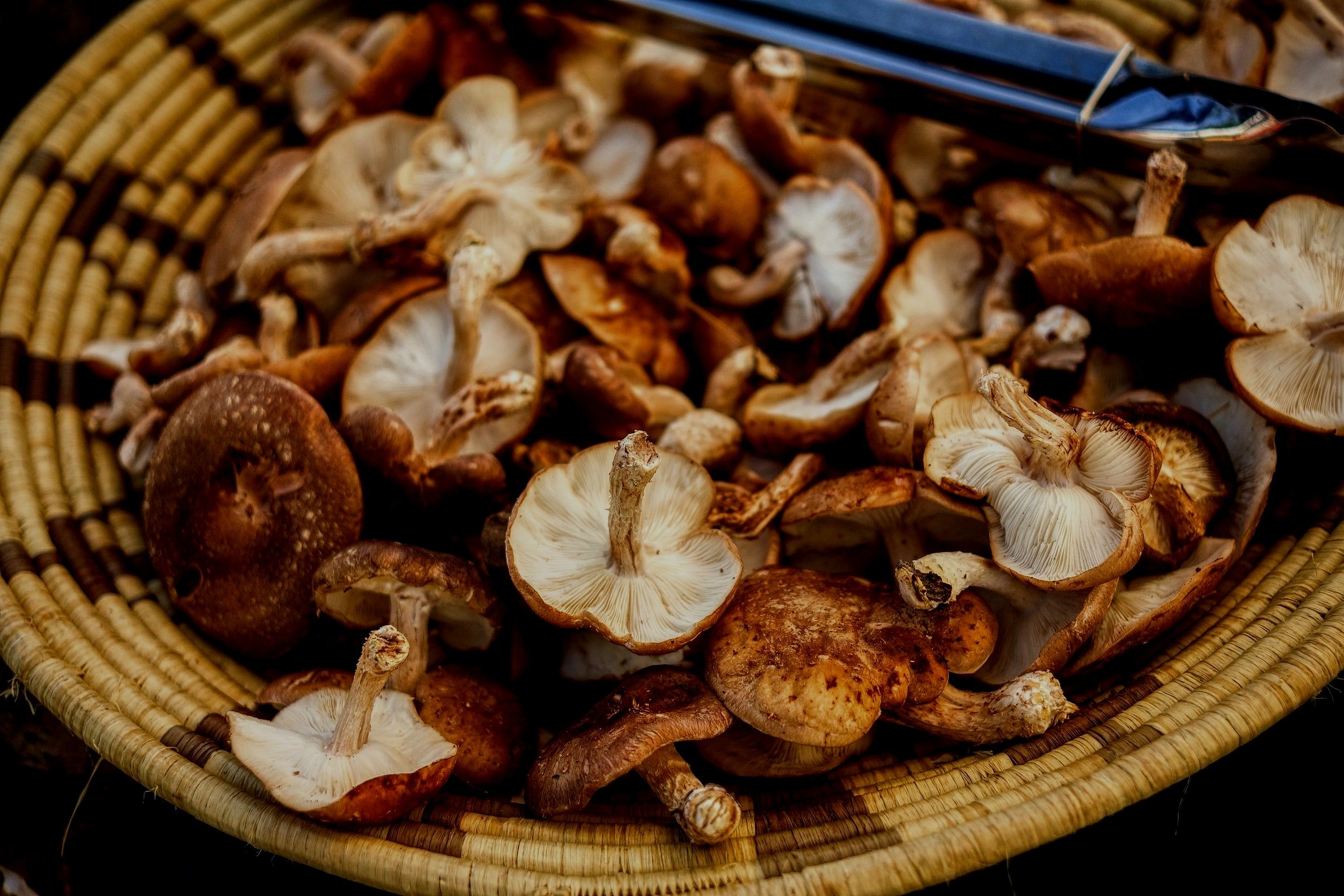 Shiitake - Lentinula edodes - straw-Strain - Sawdustspawn for