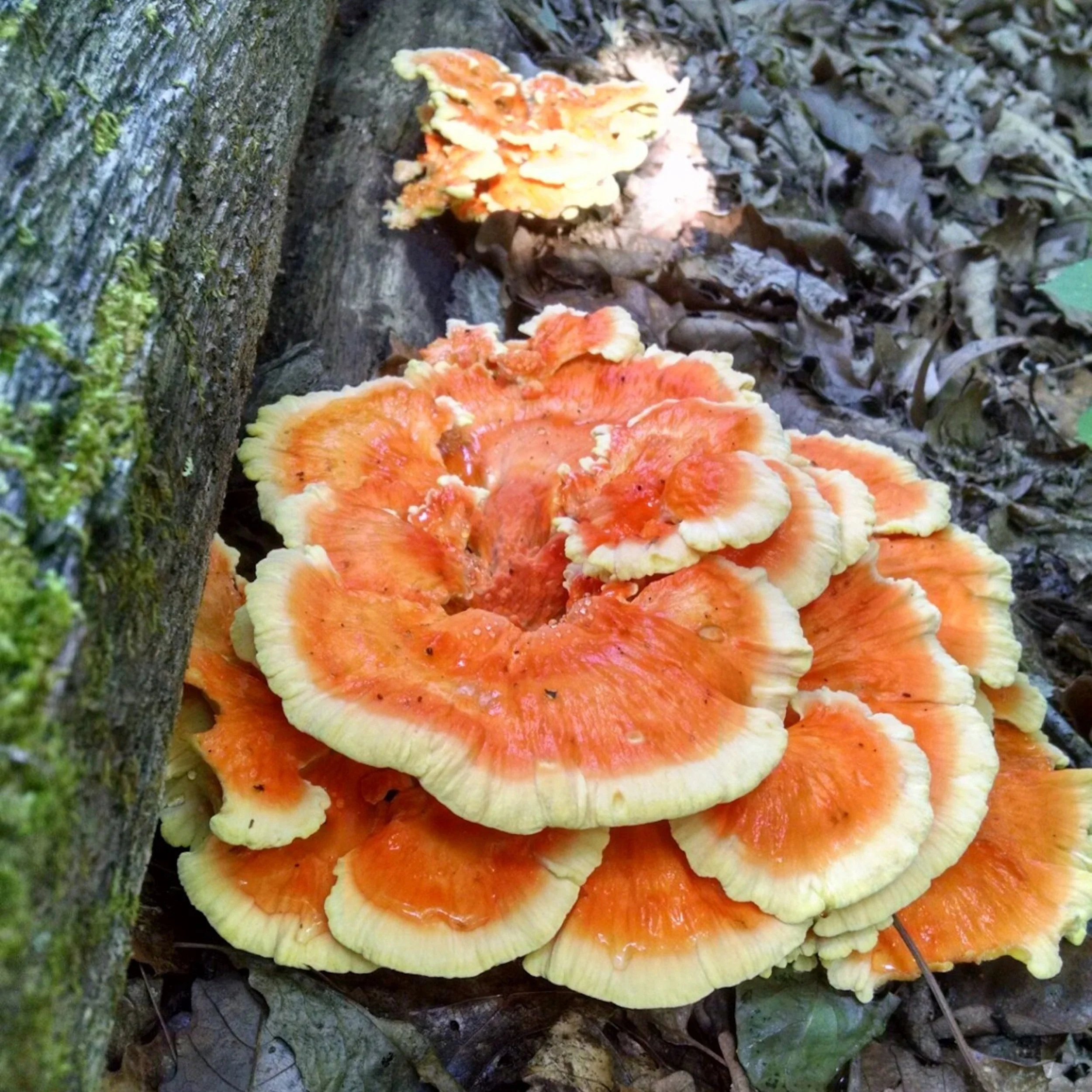 Chicken Of The Woods Chicken Of The Woods