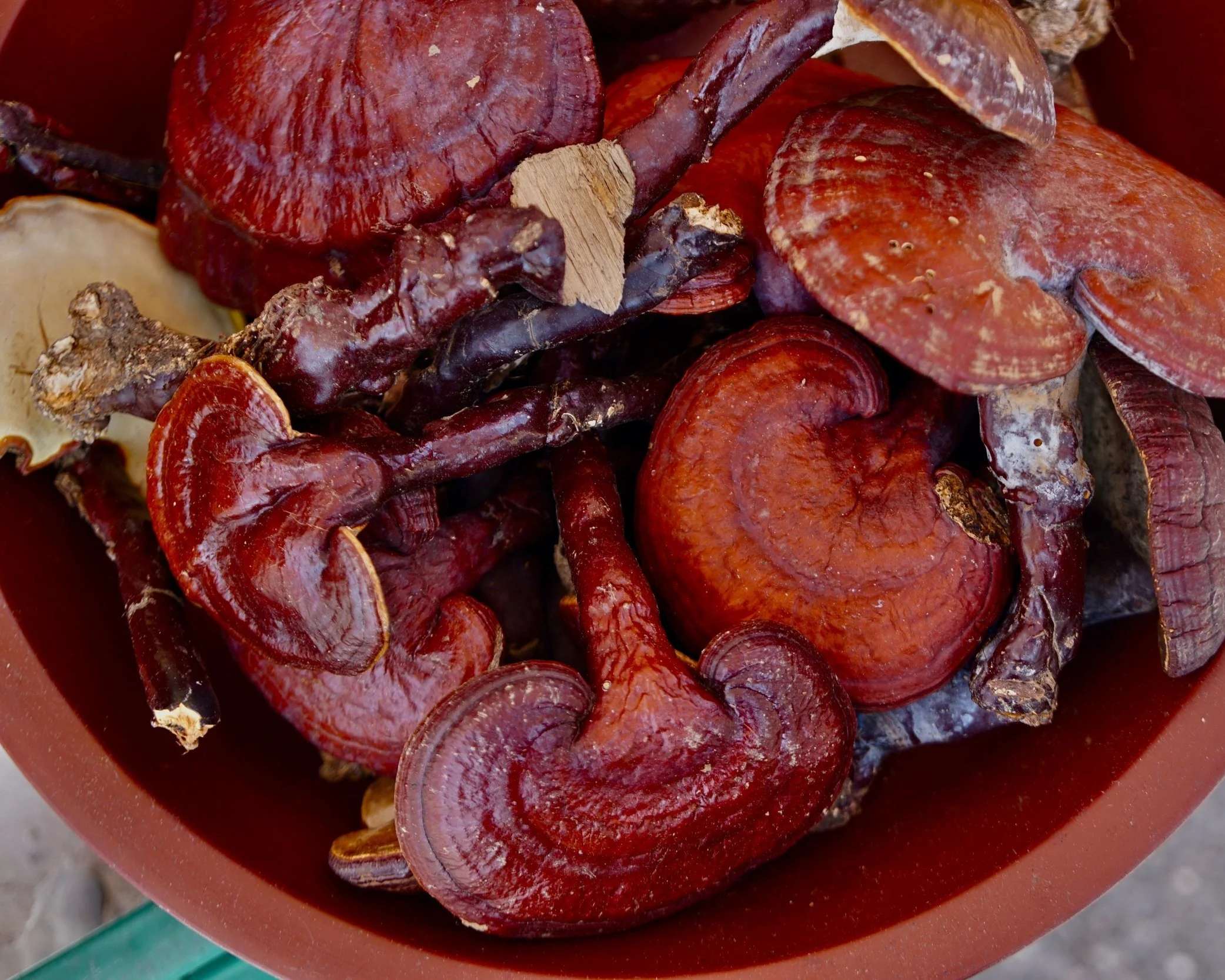Masterclass Mushroom Medicine Making Asheville, NC The Forest Farmacy