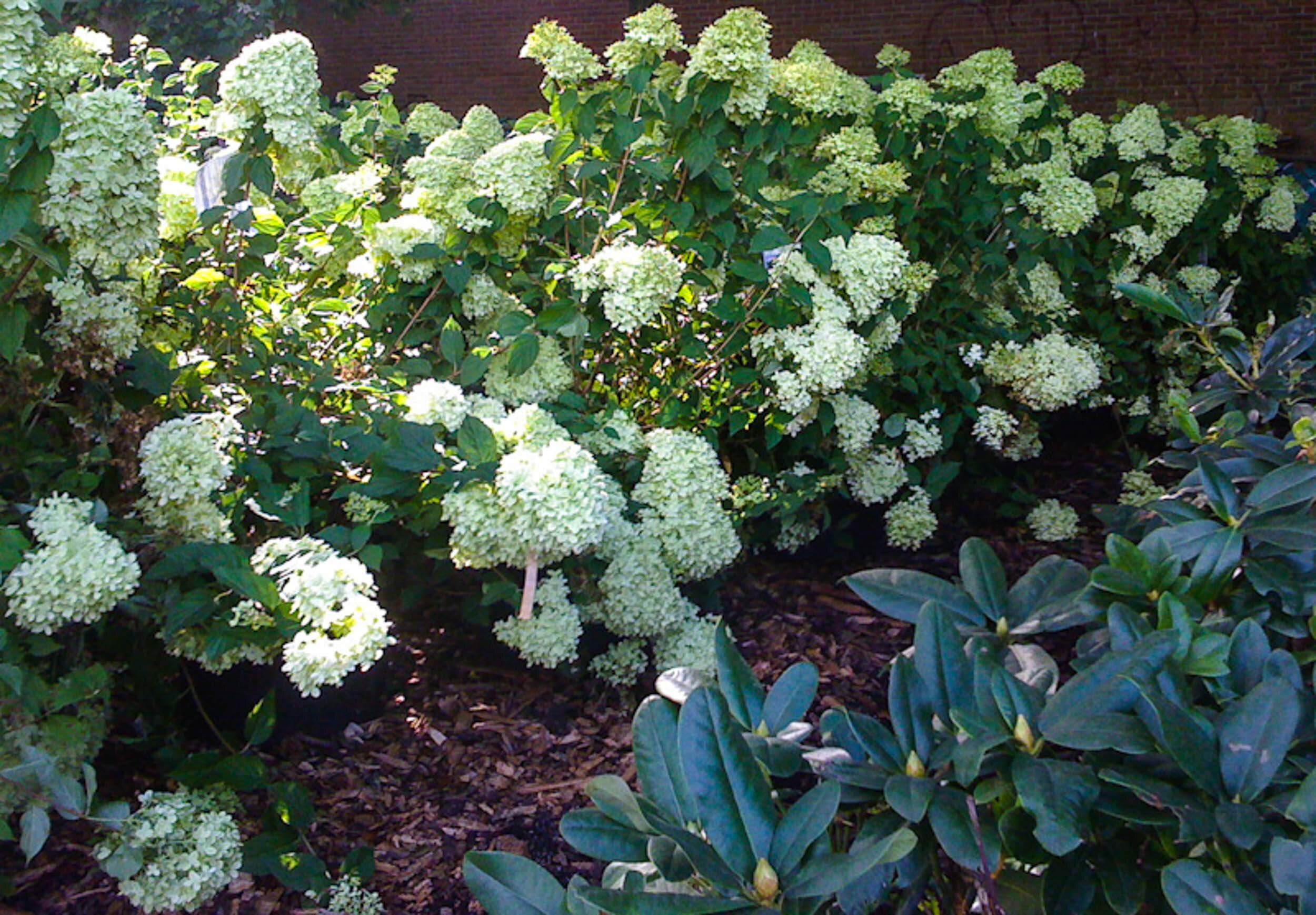 hydrangea+ms.jpg