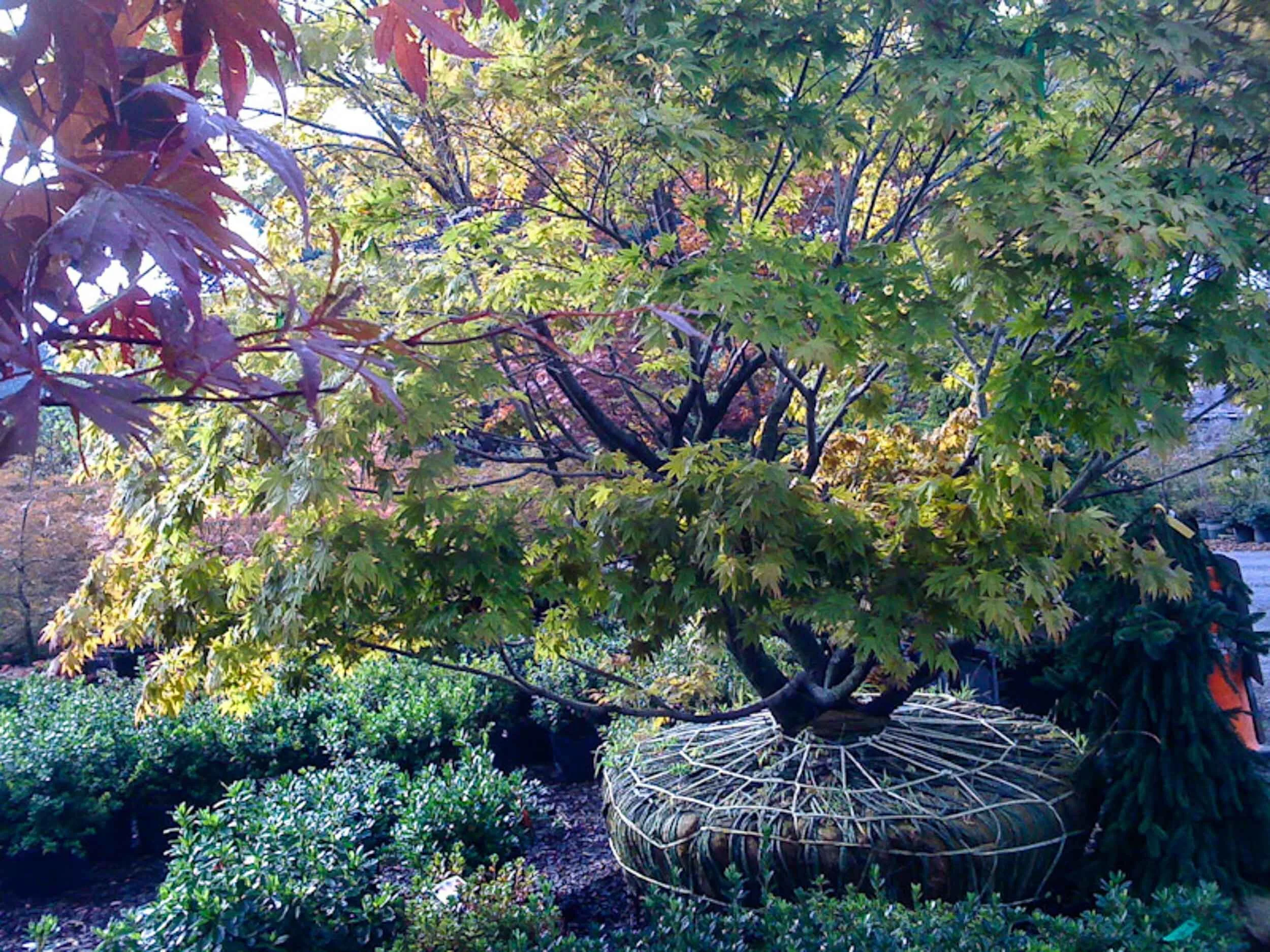 japanese+maple.jpg