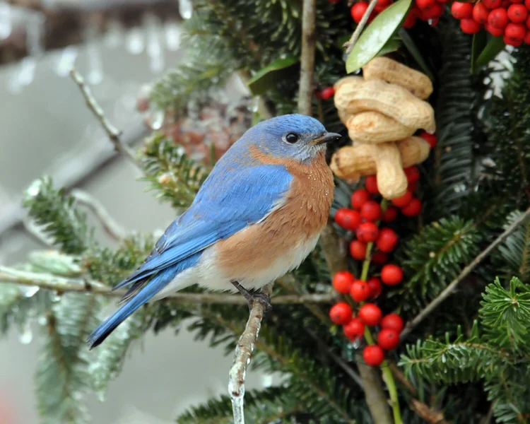 Virginia Bluebird Society