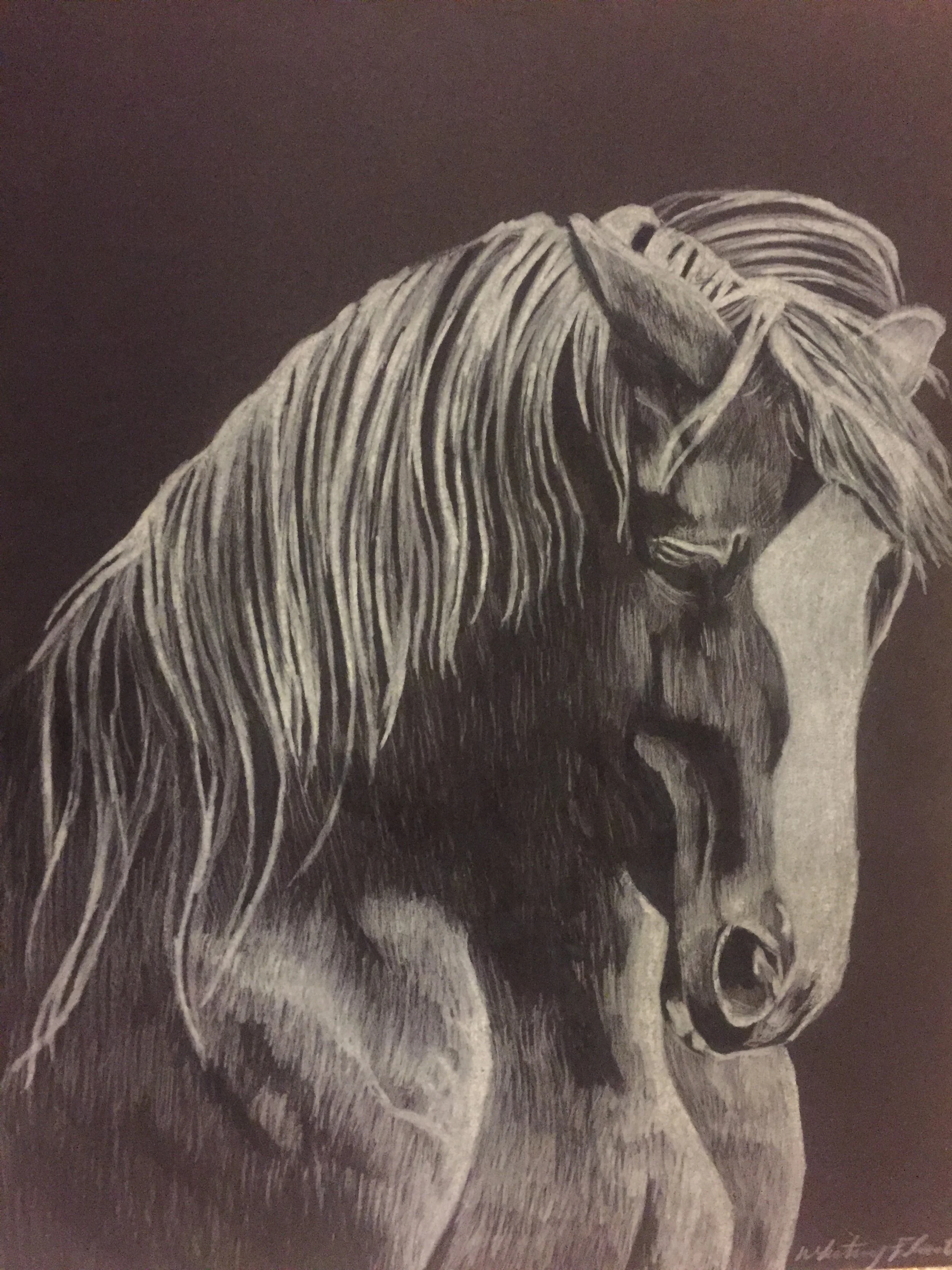 HS Horse Black & White.JPG