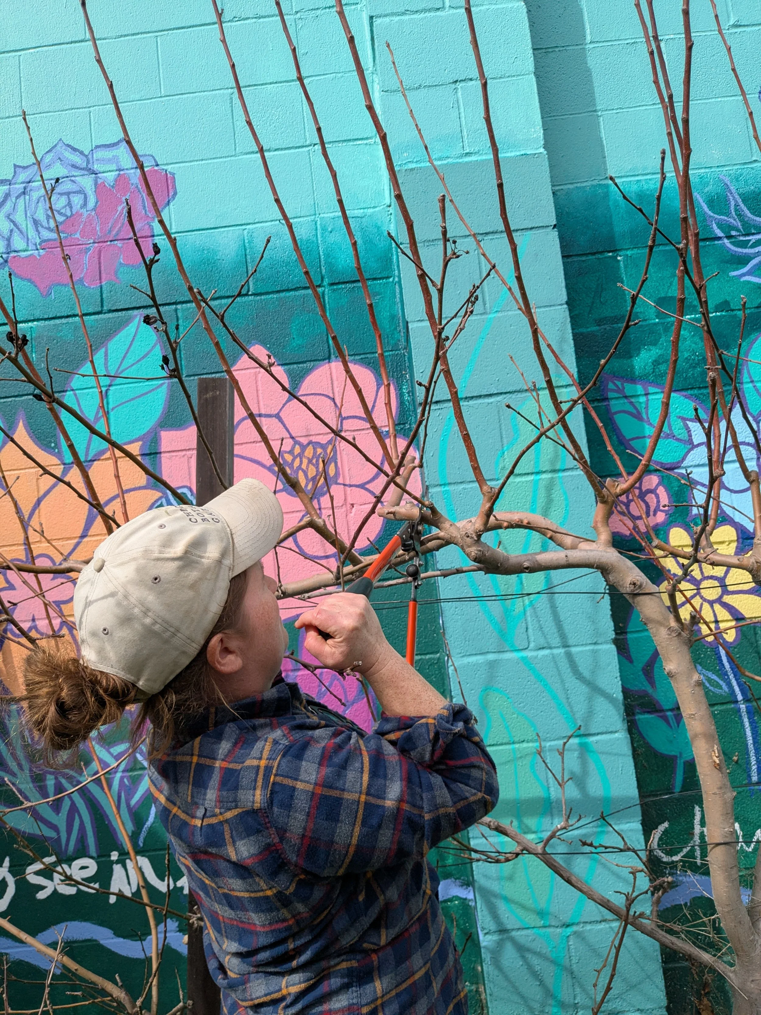 February 14th - Winter Fruit Tree Pruning Workshop