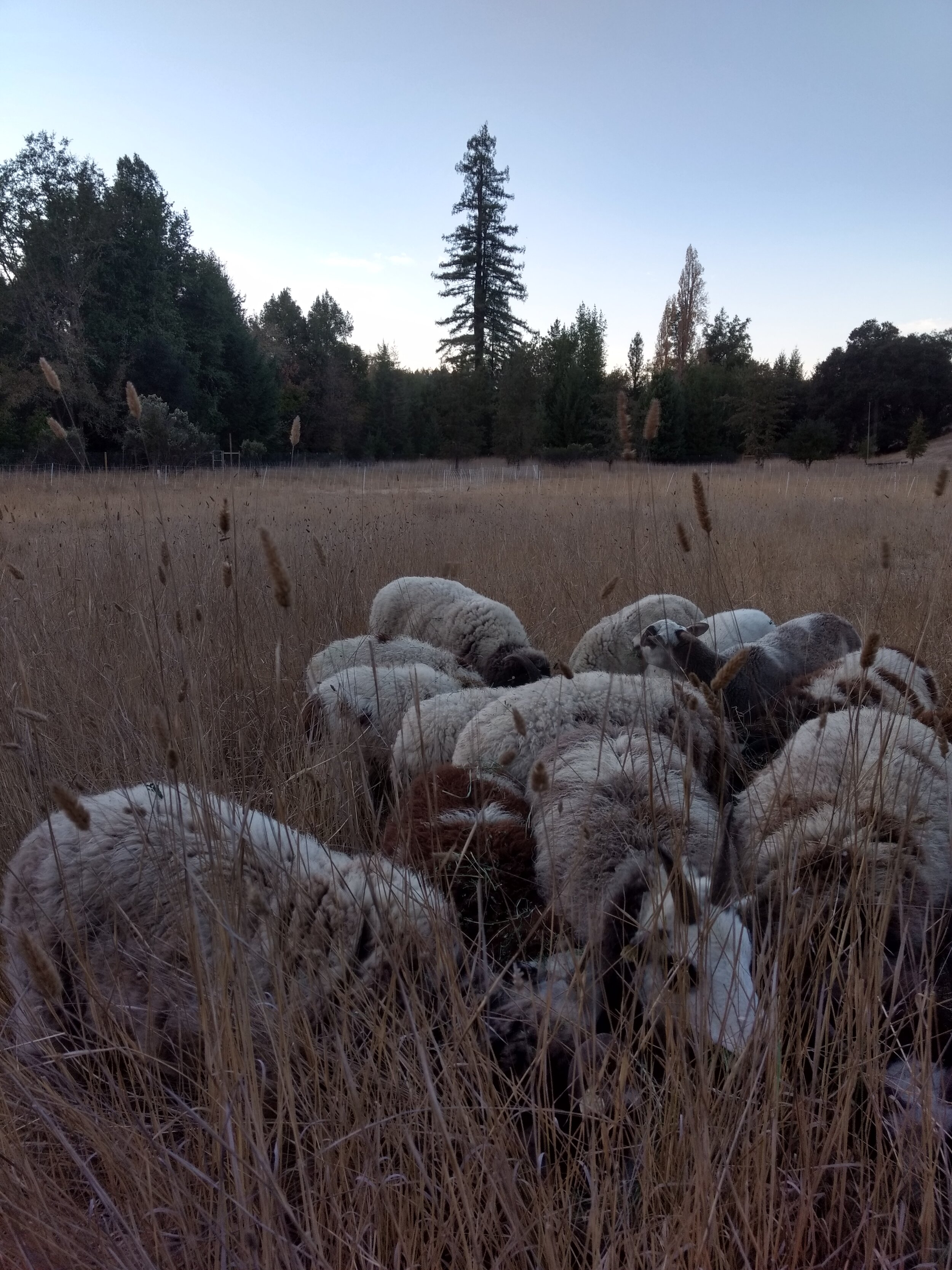 Locally Grown Jacob Wool Yarn & Fiber - Solano County CA