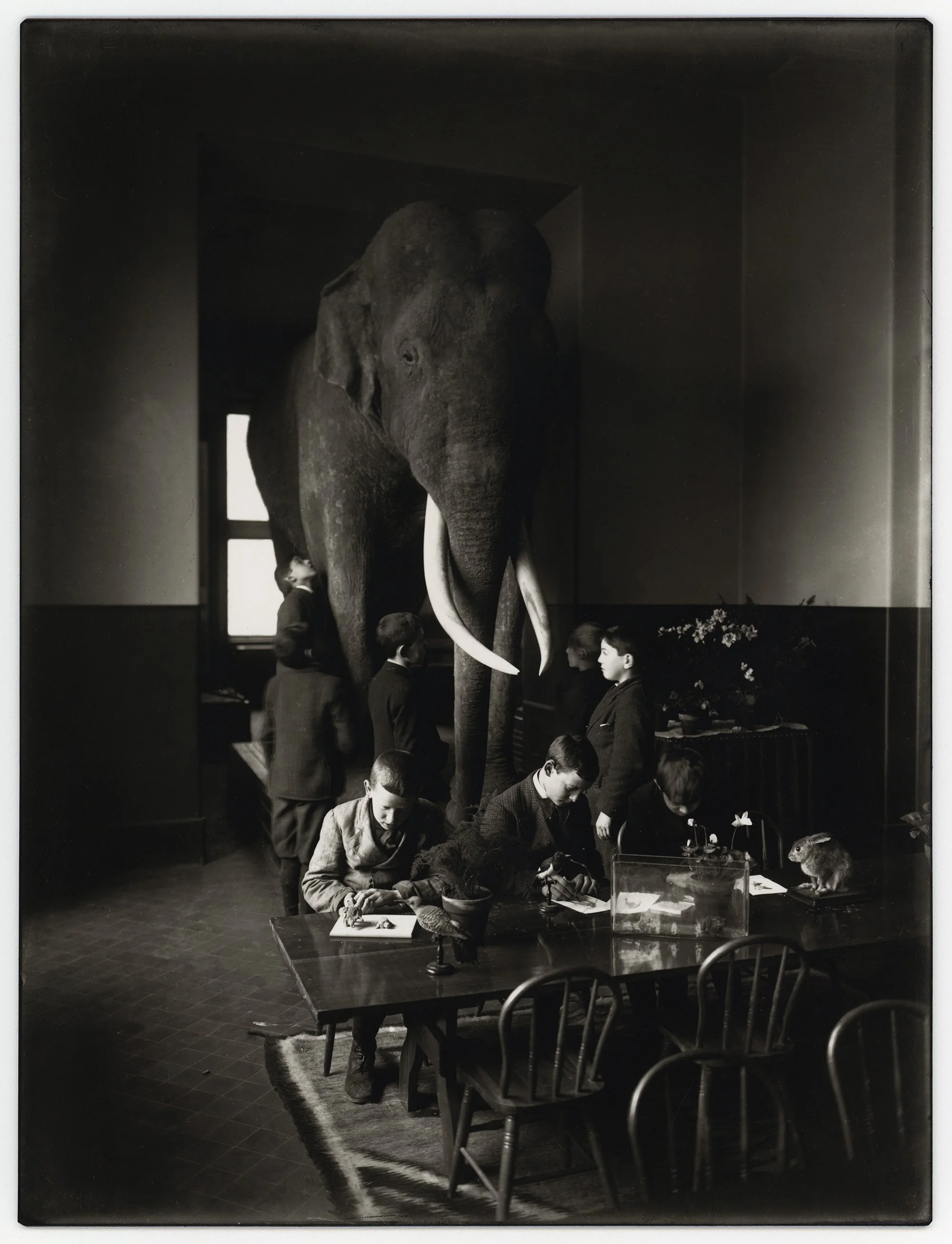 Elephant, Natural History Museum, 1900's