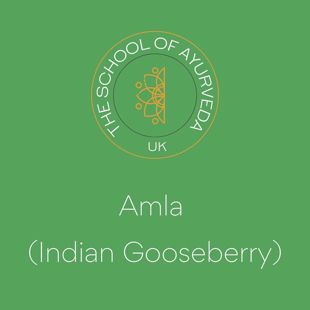 Amla (Indian Gooseberry) is commonly used in Ayurveda and has a number of benefits. 

Find out more about the Top 3 benefits here as we continue our series on Ayurveda Herbs ➡️

#ayurveda #ayurvedalife #ayurvedalifestyle #ayurvedaeveryday #theschoolo