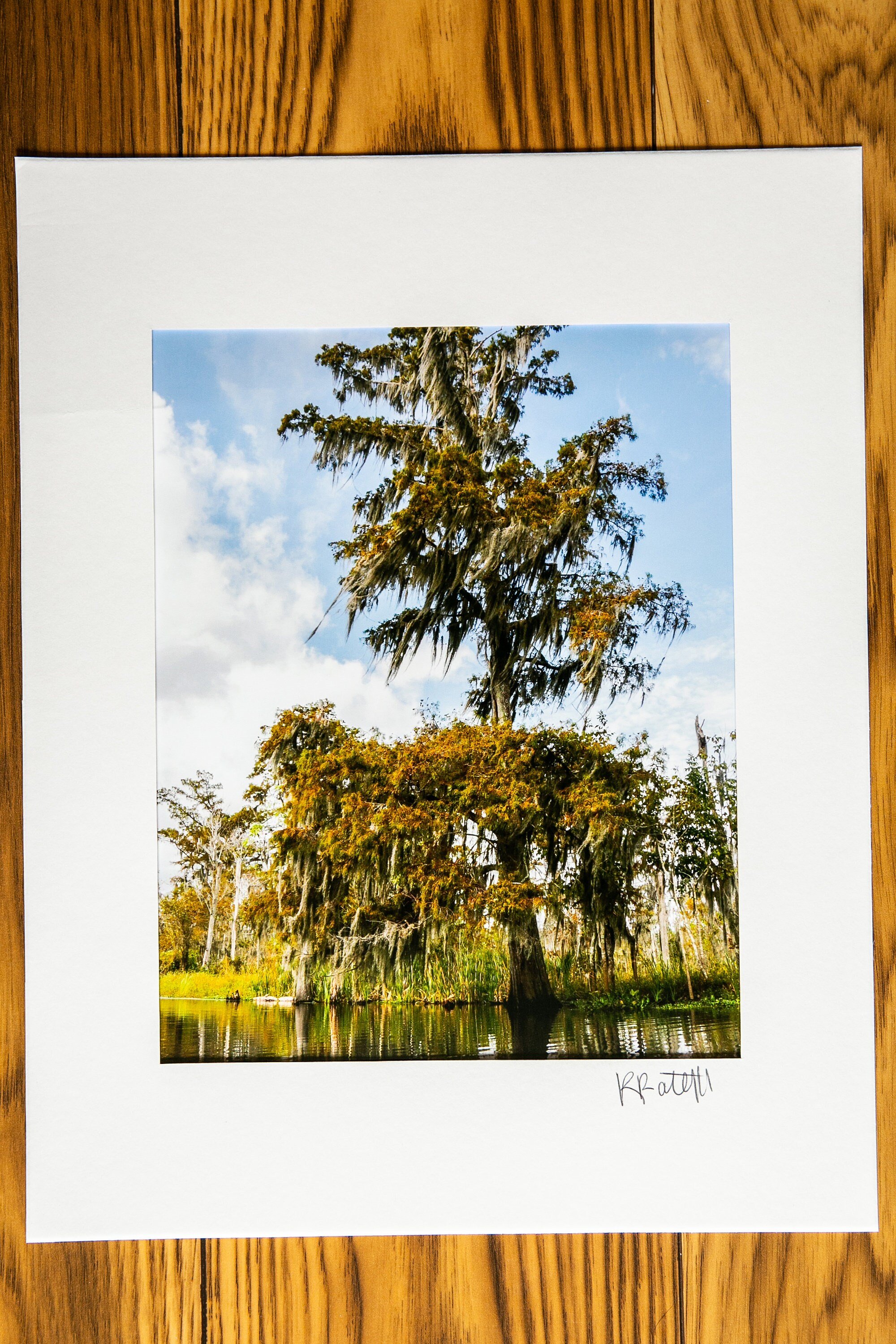 New Orleans Swamp