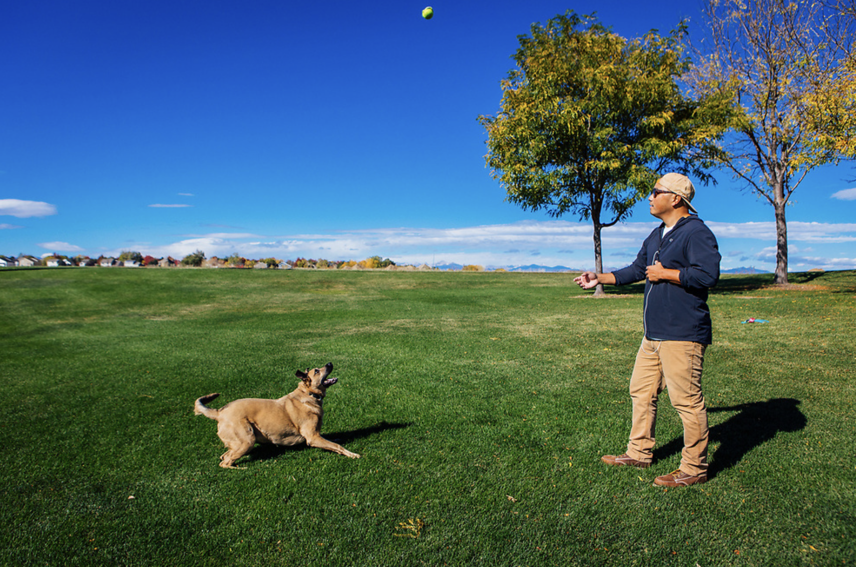Owner throws ball for dog who is ready to catch