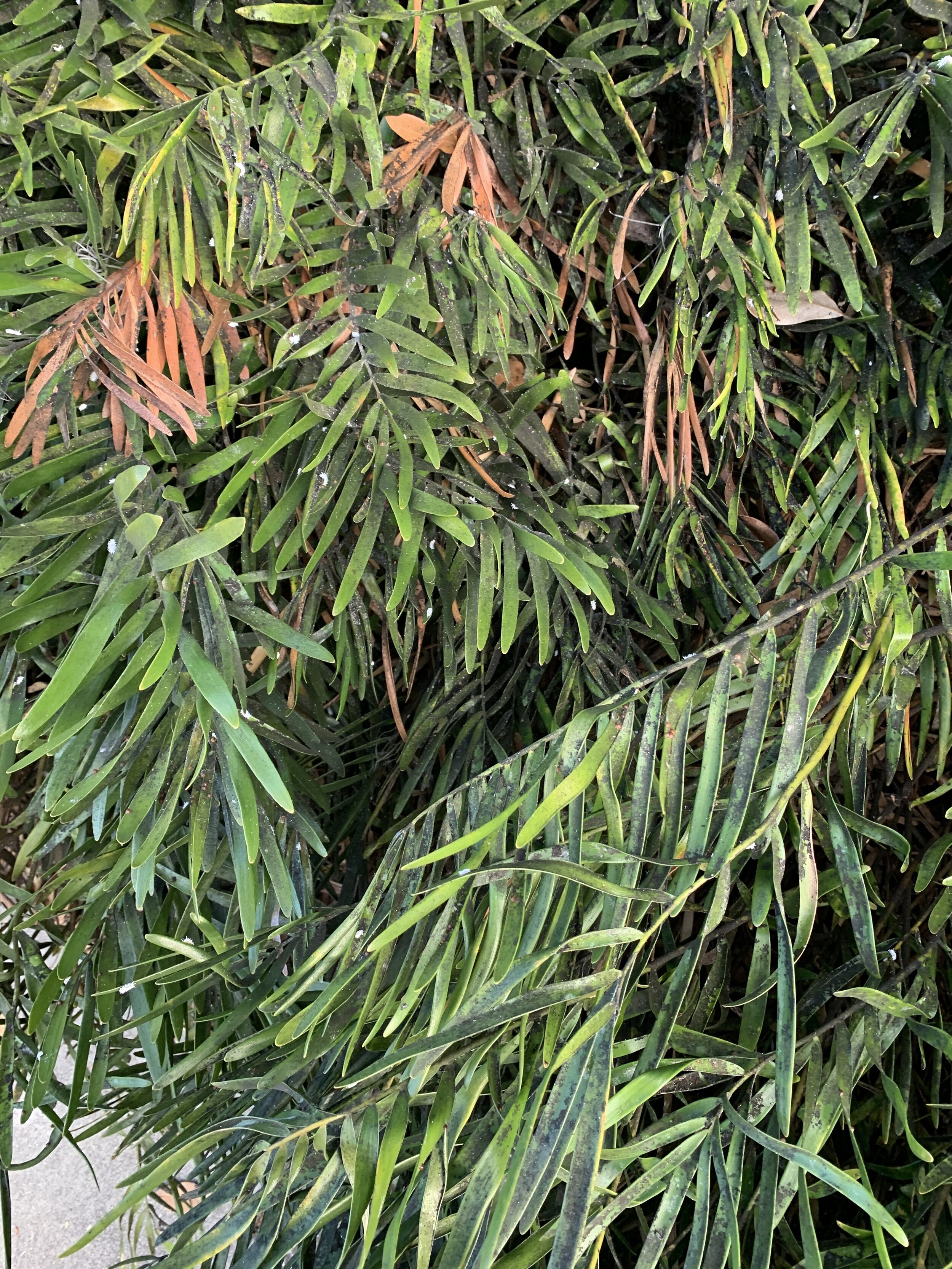 IMG_8883.jpeg