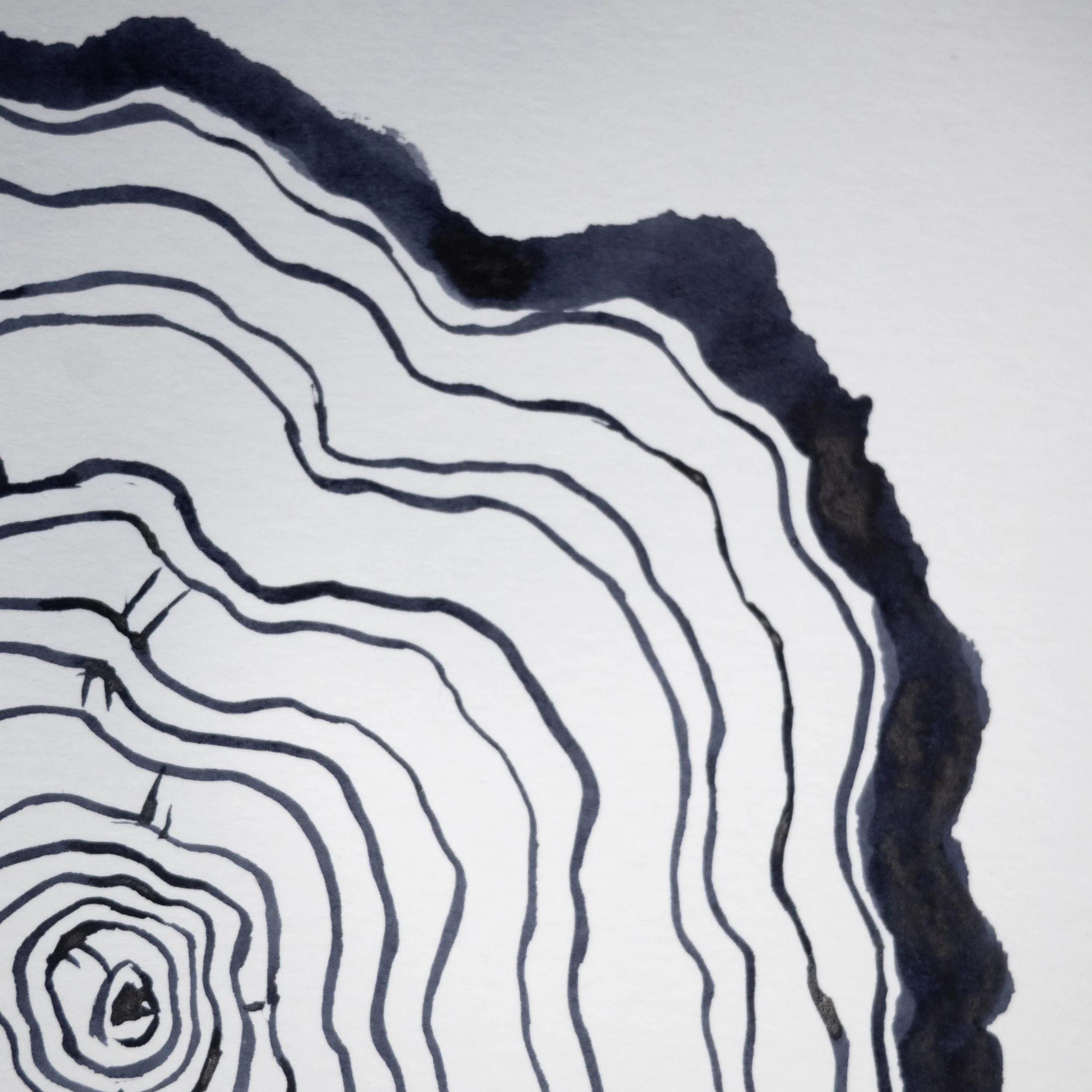 Ink Tree Ring 09b.jpg