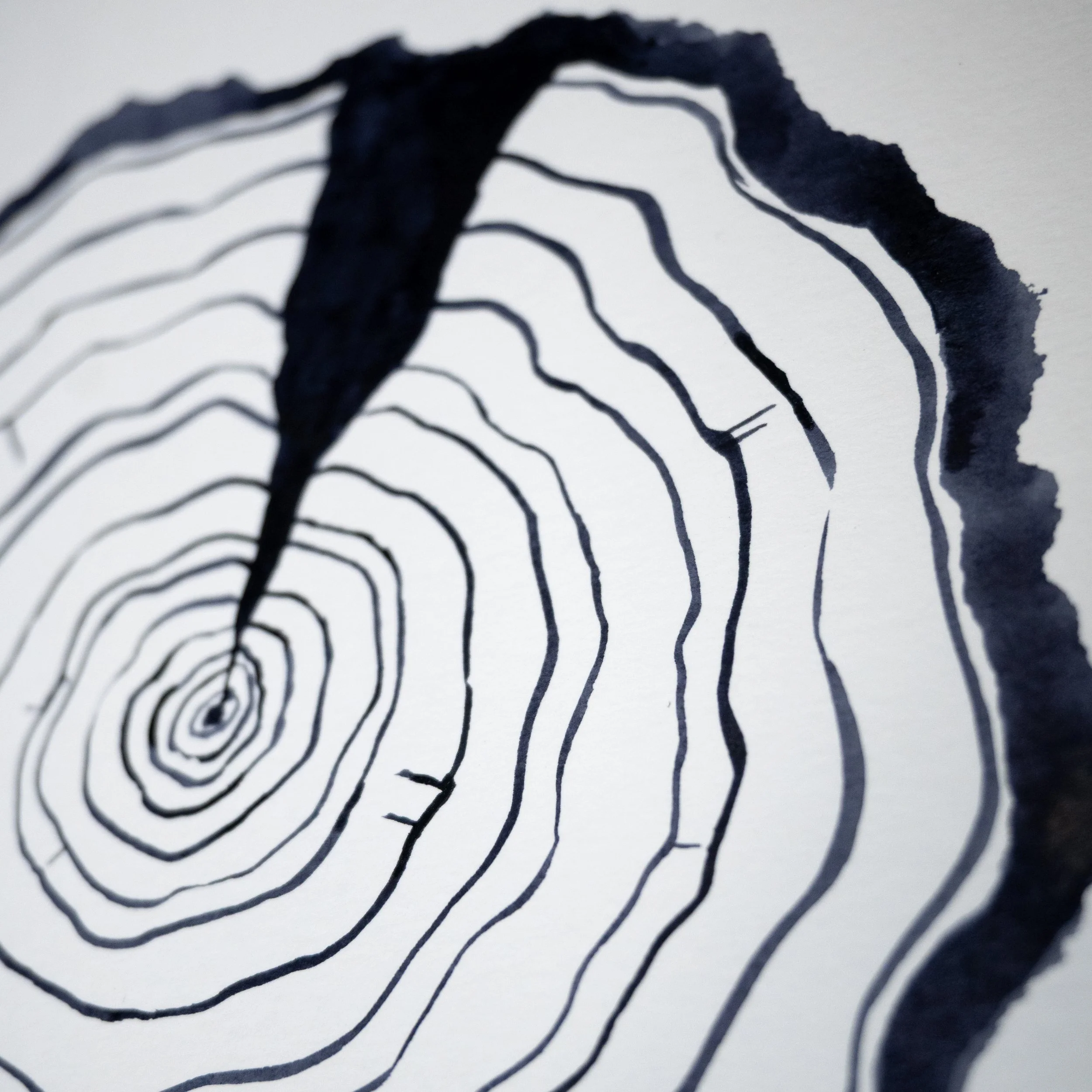 Ink Tree Ring 06c.jpg