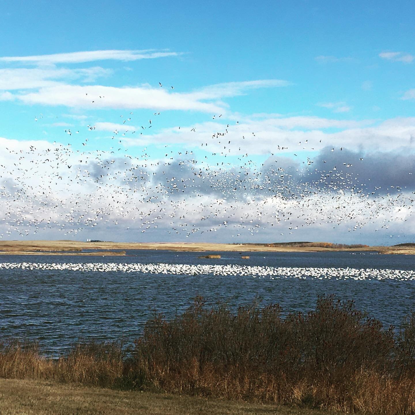 &ldquo;Have you seen any geese on the lake today?&rdquo; Yep, a couple 
#foxlakeretreat
