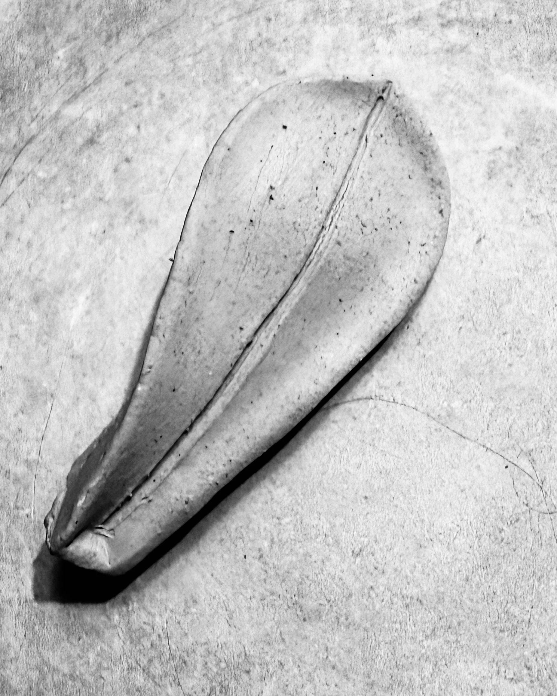 1.1.26 | Succulent leaf