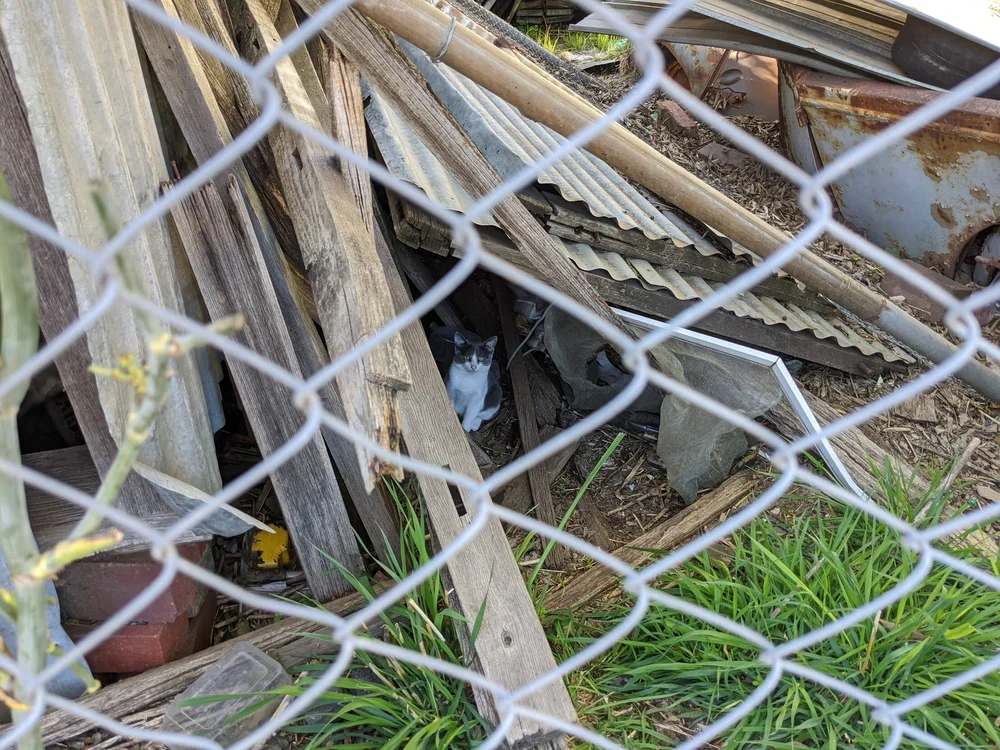 About us — Canberra Street Cat Alliance