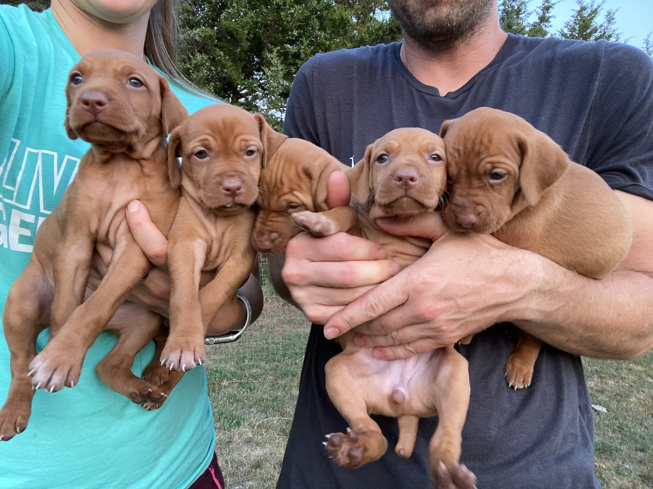Female puppies - Week 4