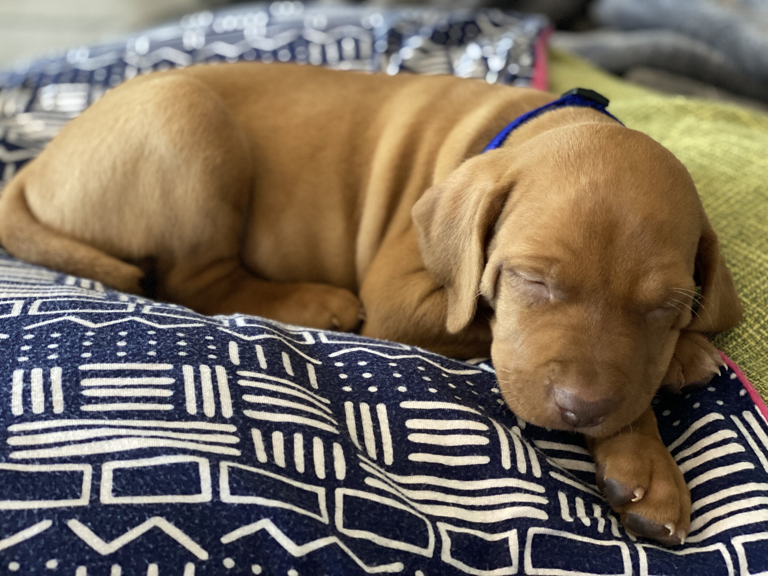 5 Weeks - Male - Blue - "Blue"
