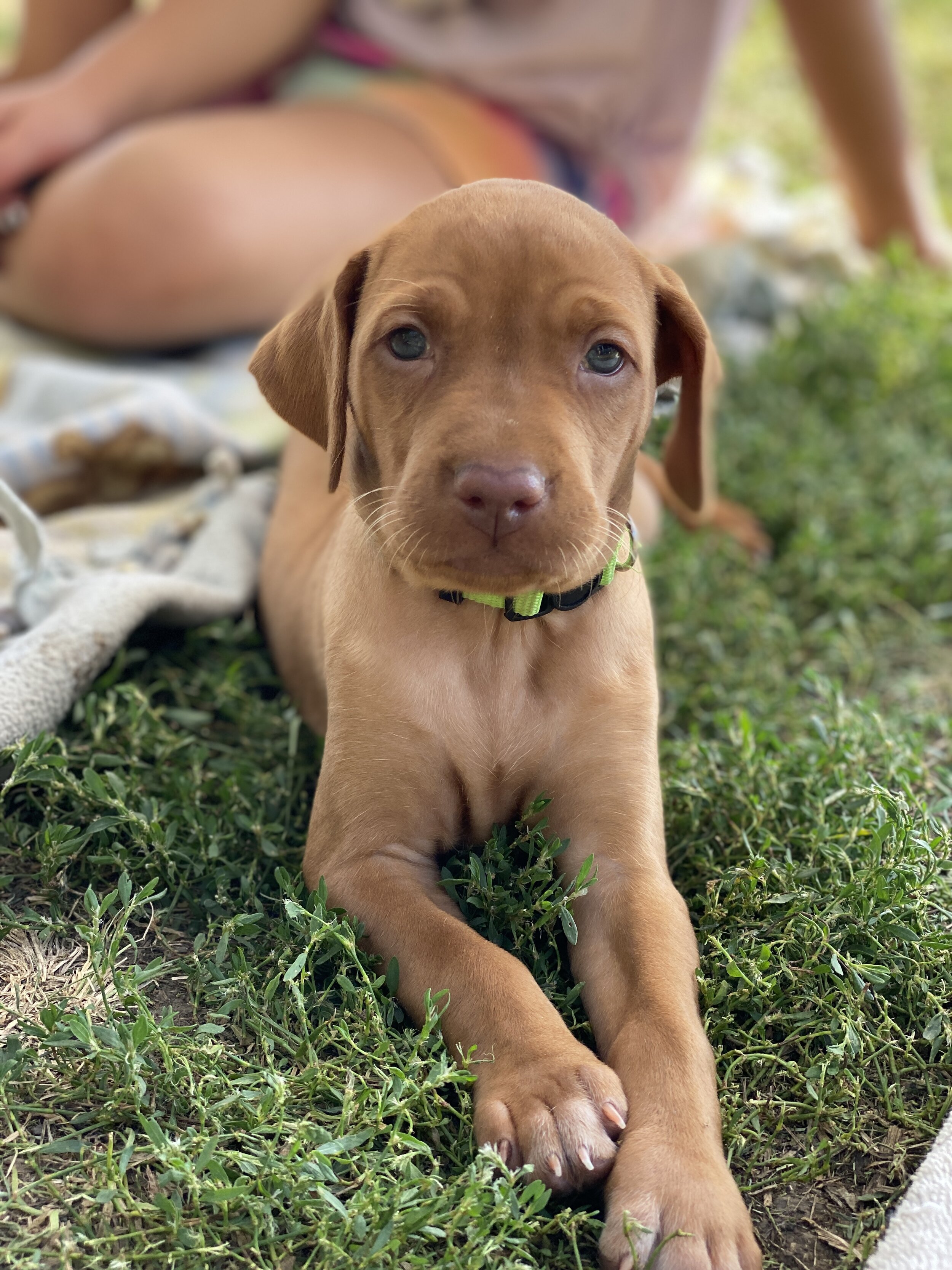 5 weeks - Female - Lime - "Barbie"