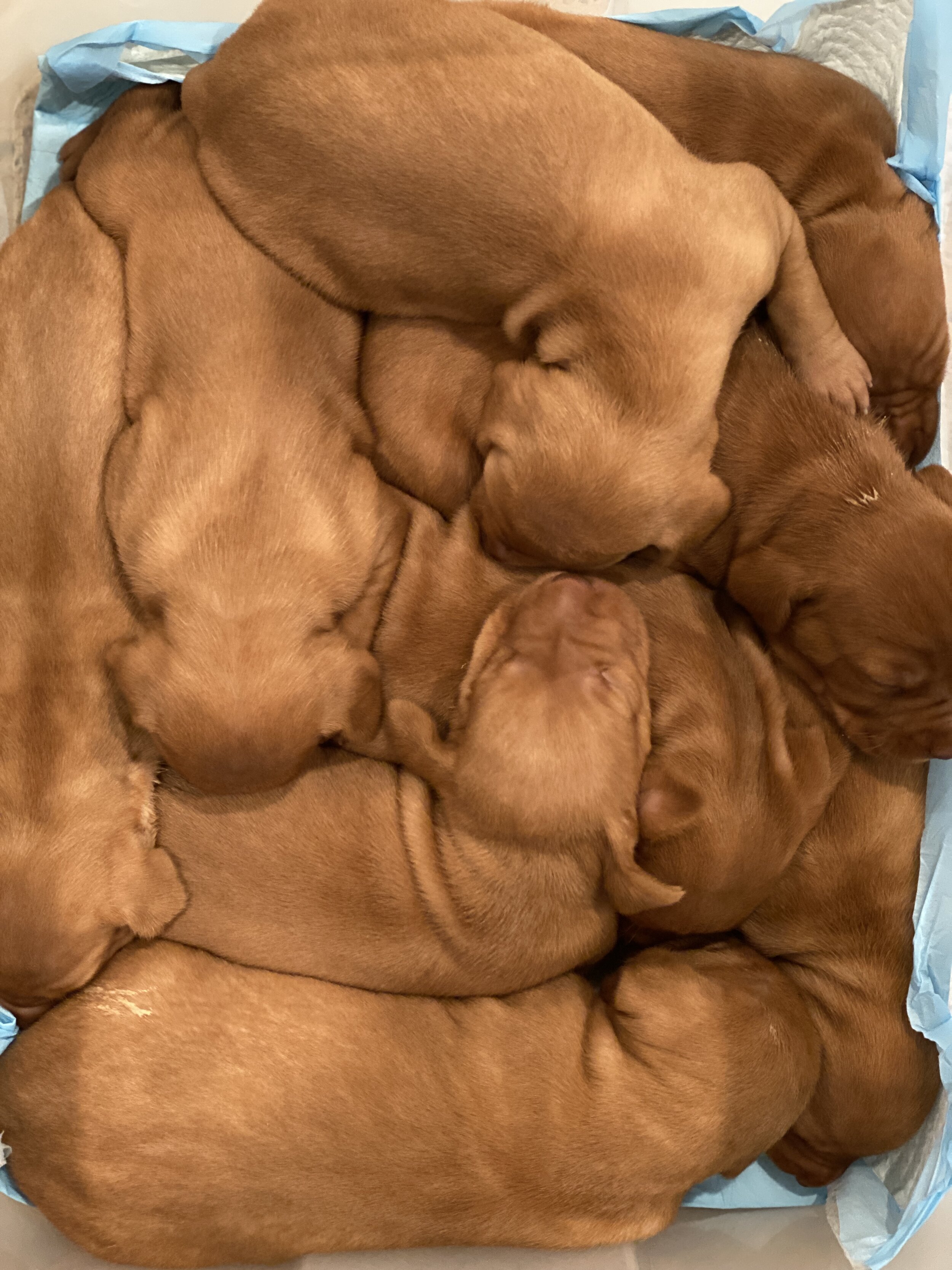 How many puppies do you see??