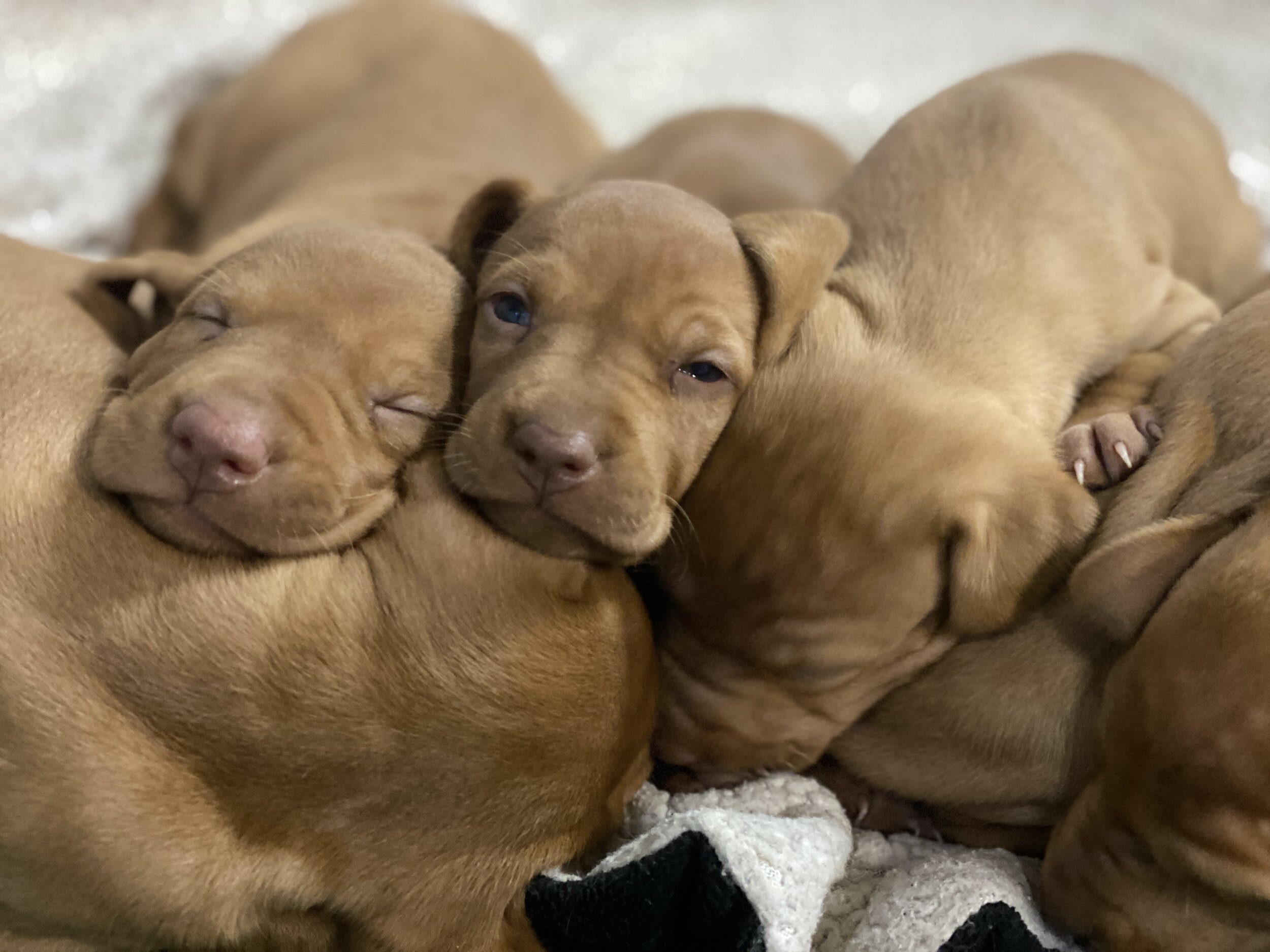 Sleepy puppies