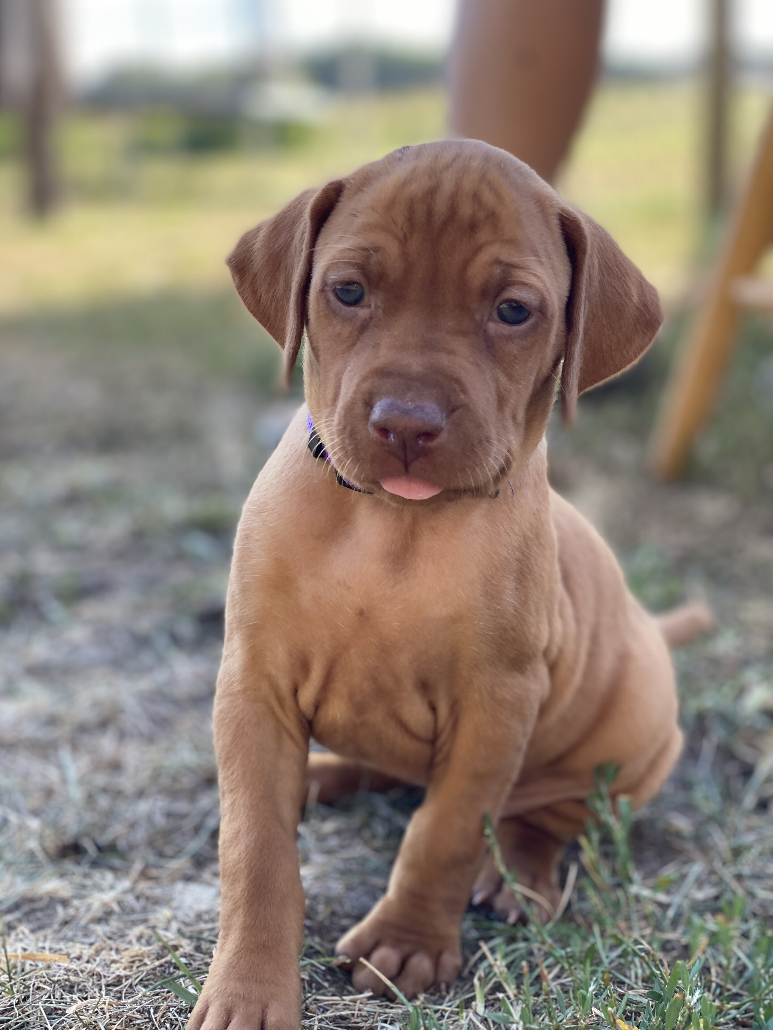 5 Weeks - Female - Purple - "Betty"