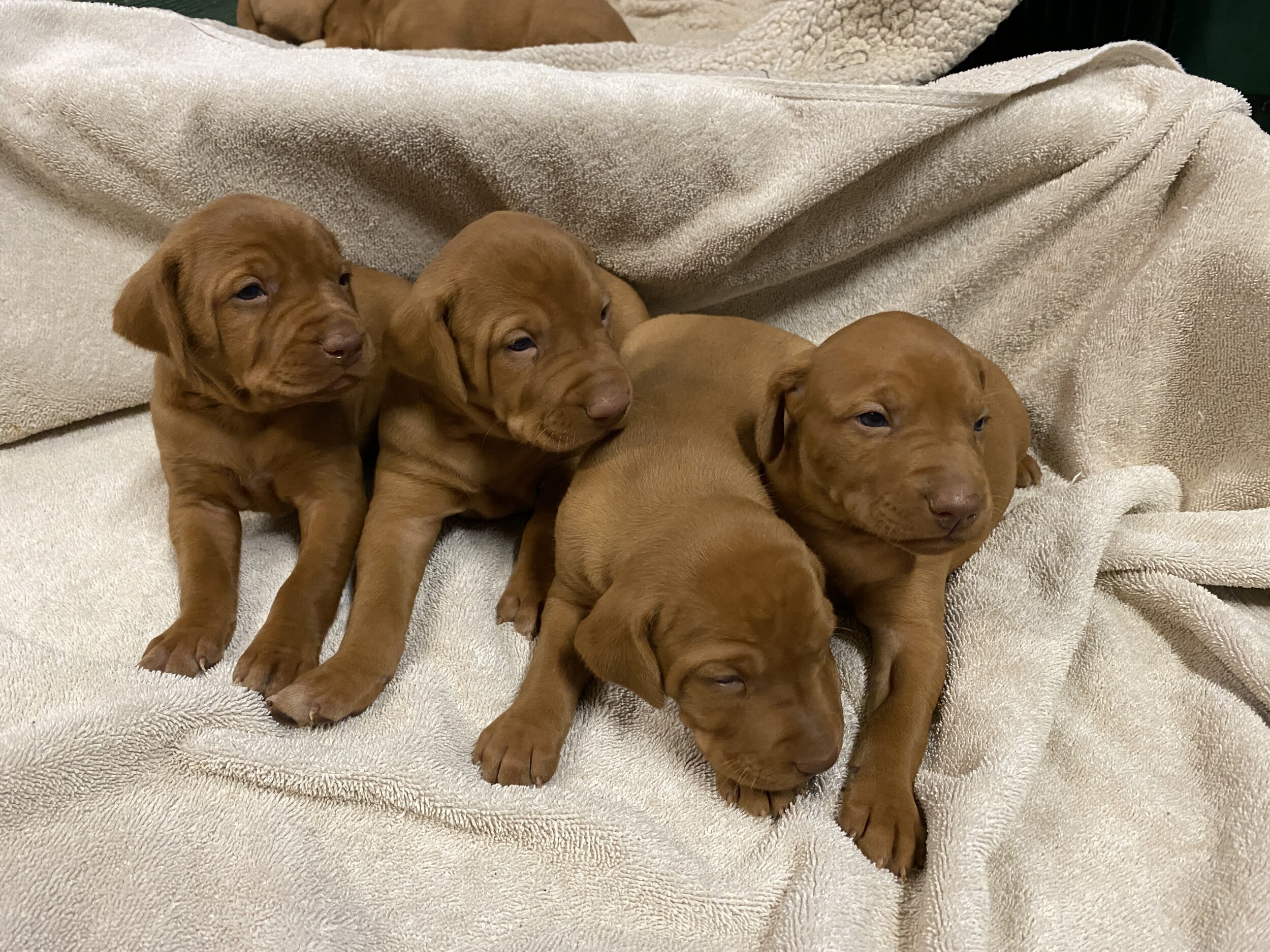 Male puppies - Week 3
