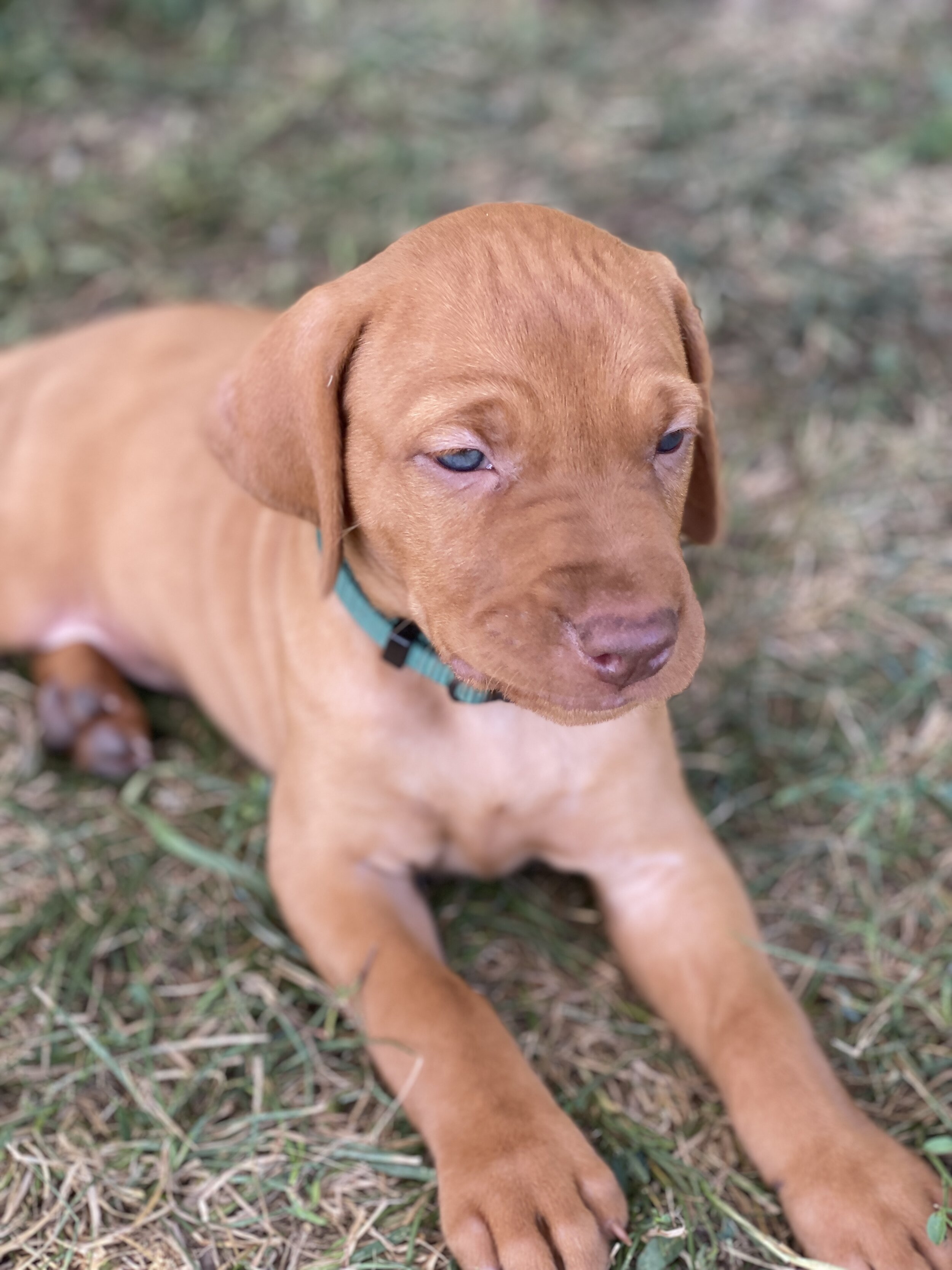 5 weeks - Male - Green - "Boomer"