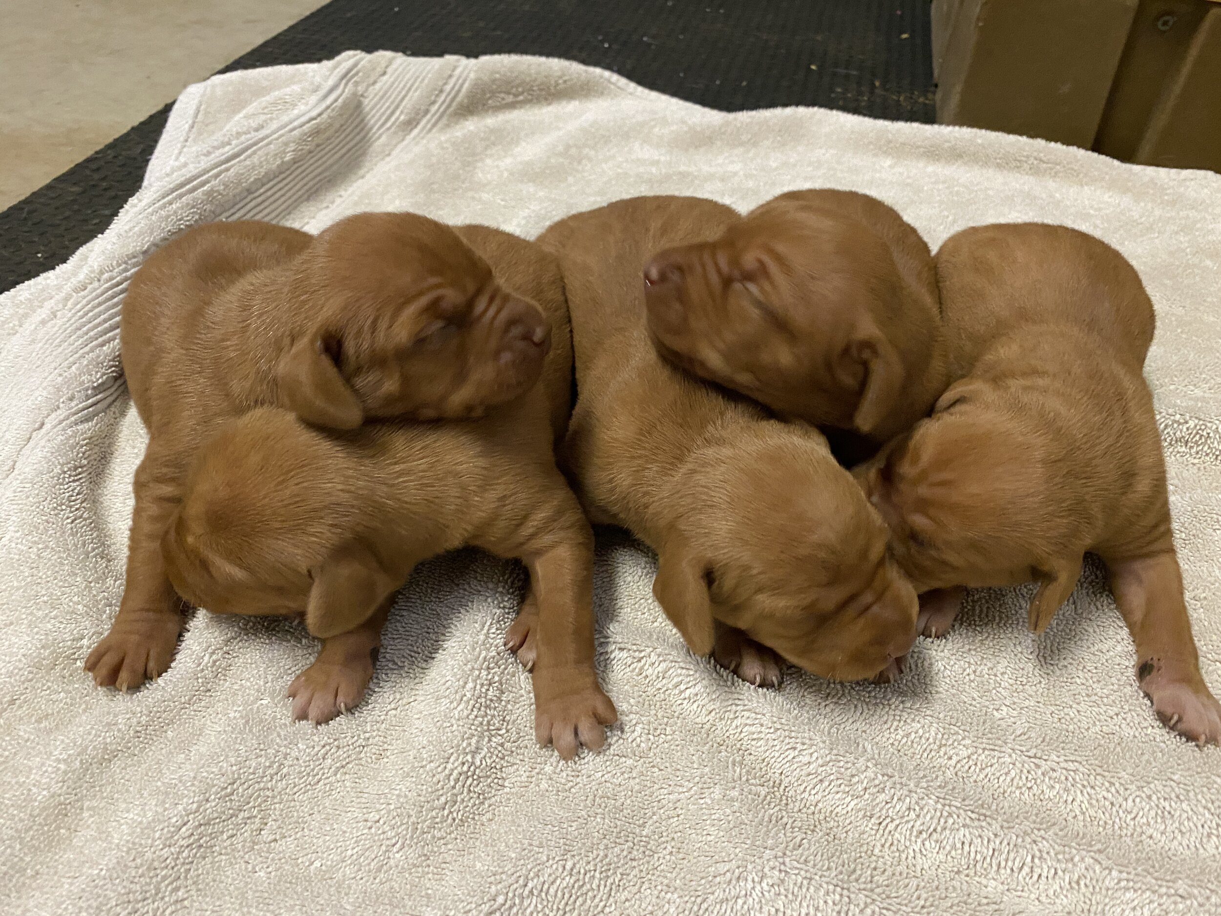 5 females - 1 week old