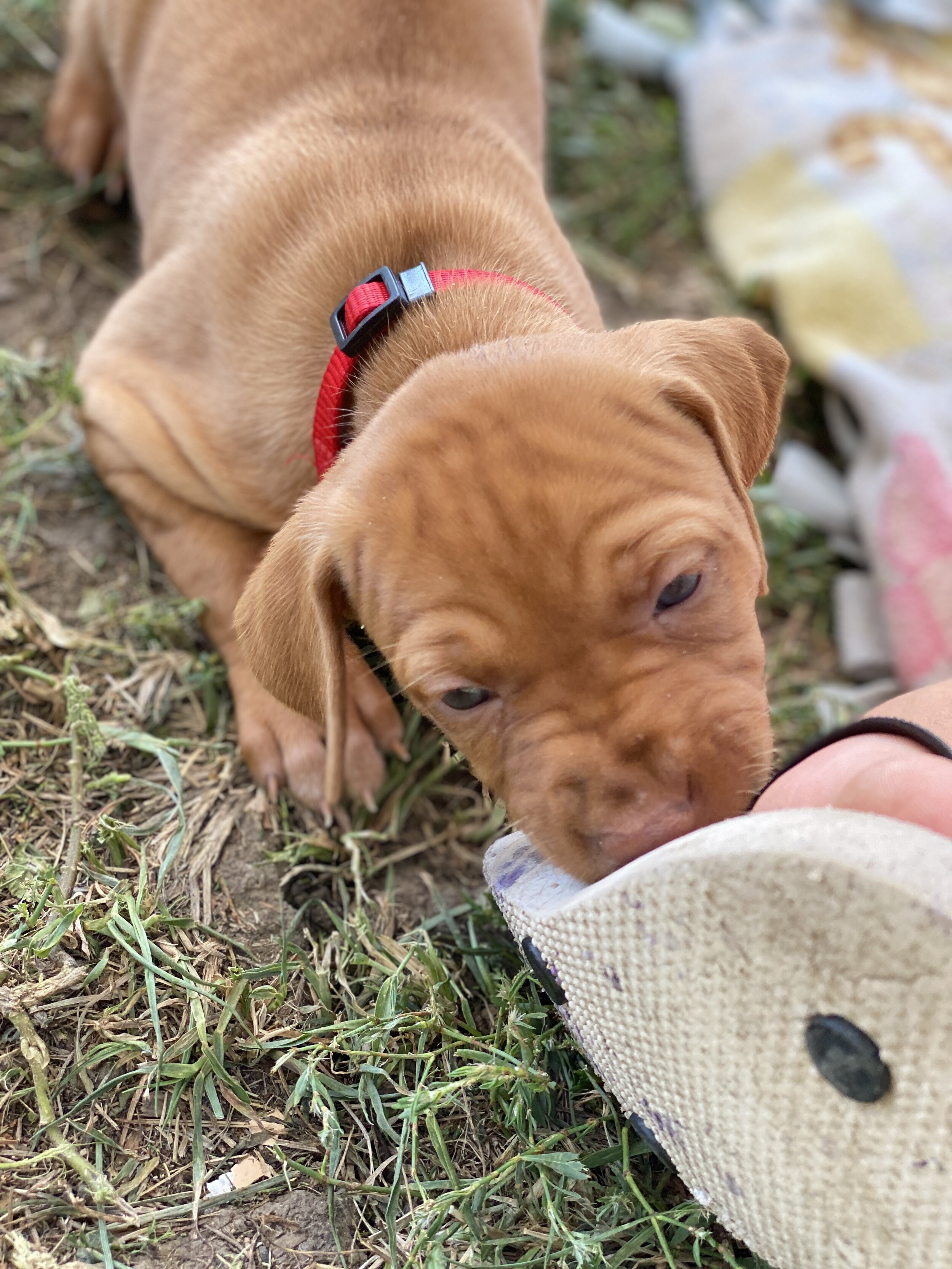 5 weeks - Female - Red - "Beauty"
*See also videos below