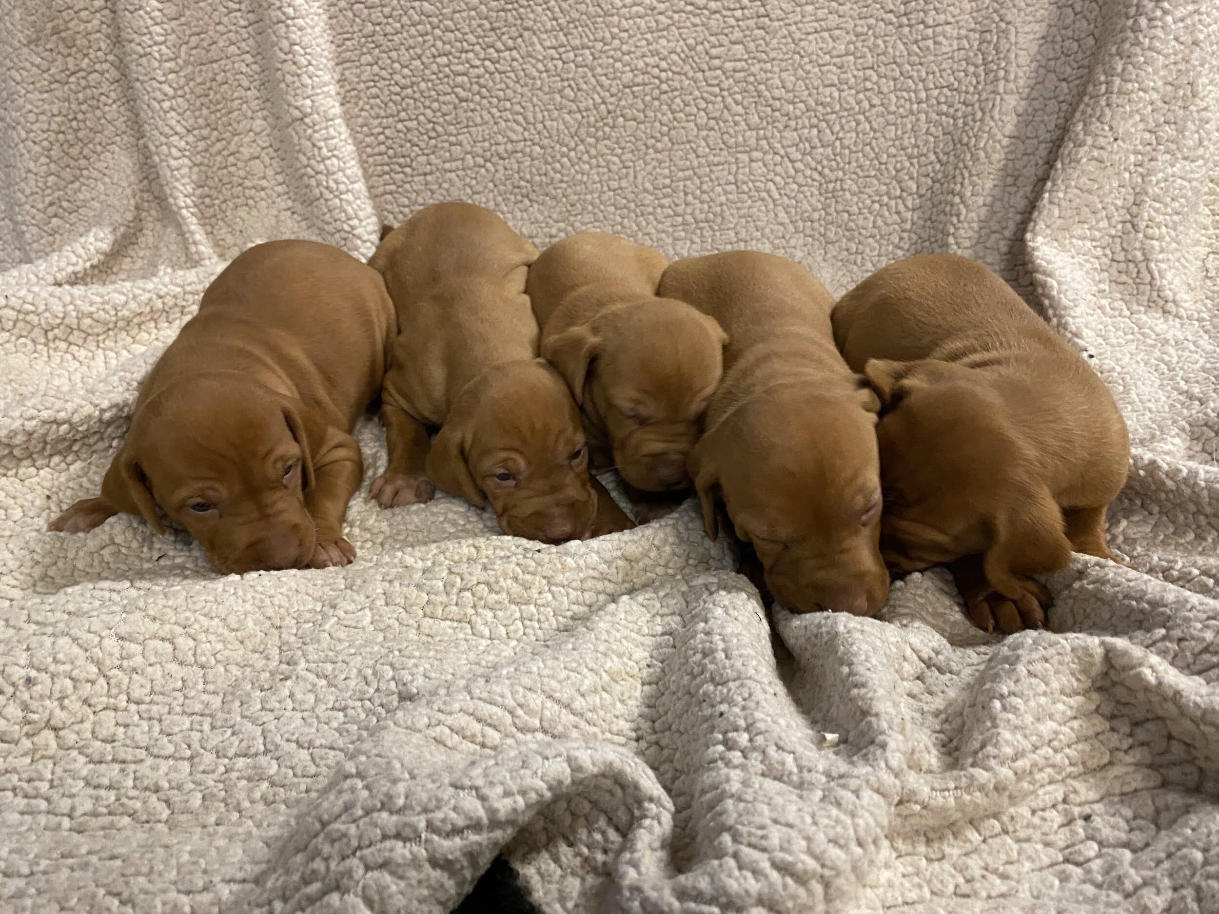 Female puppies - Week 3
