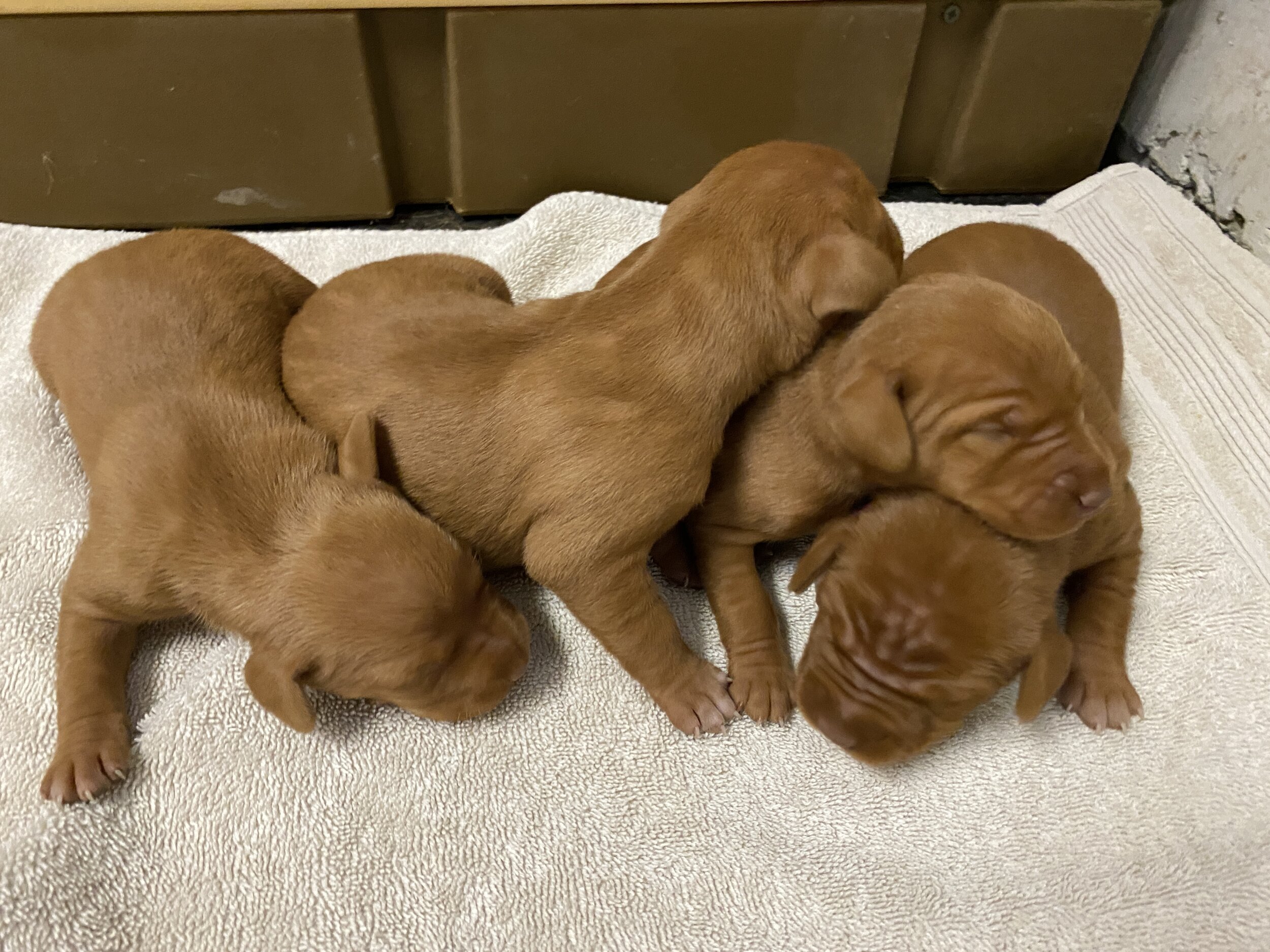 4 males - 1 week old