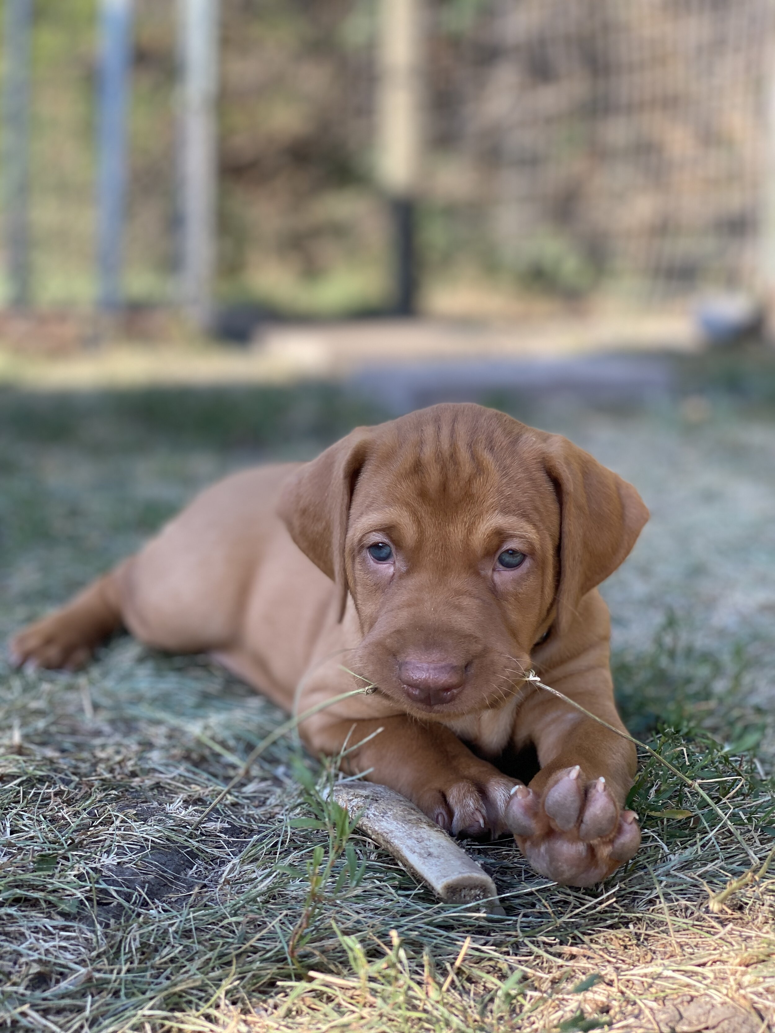 5 weeks - Male - Black - "Beast"