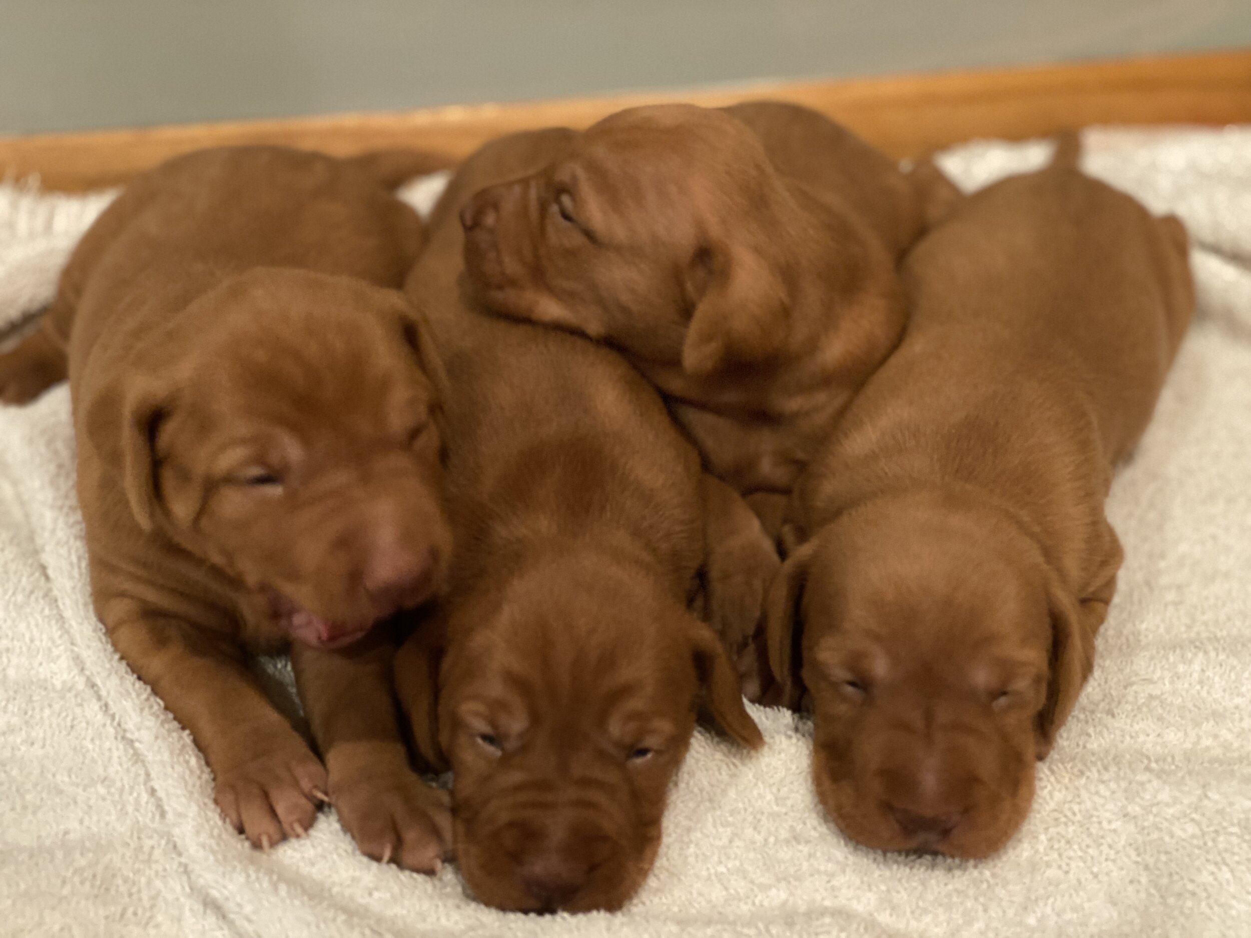 Males Puppies - Week 2