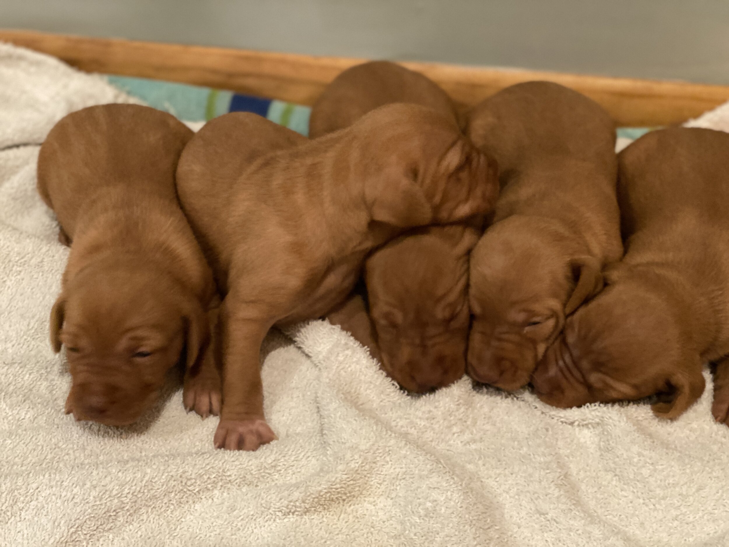 Female Puppies - Week 2
