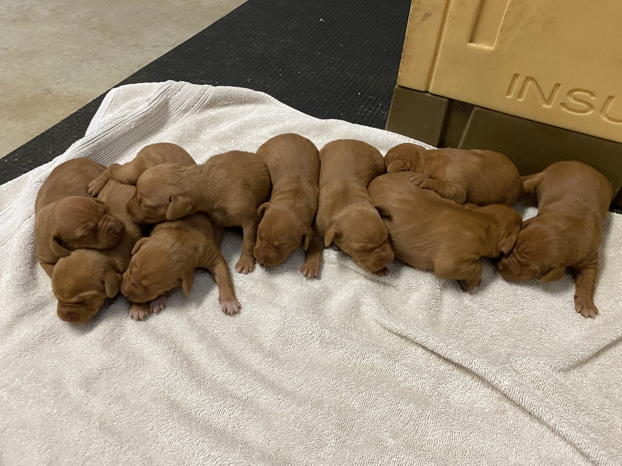 1 Week Old