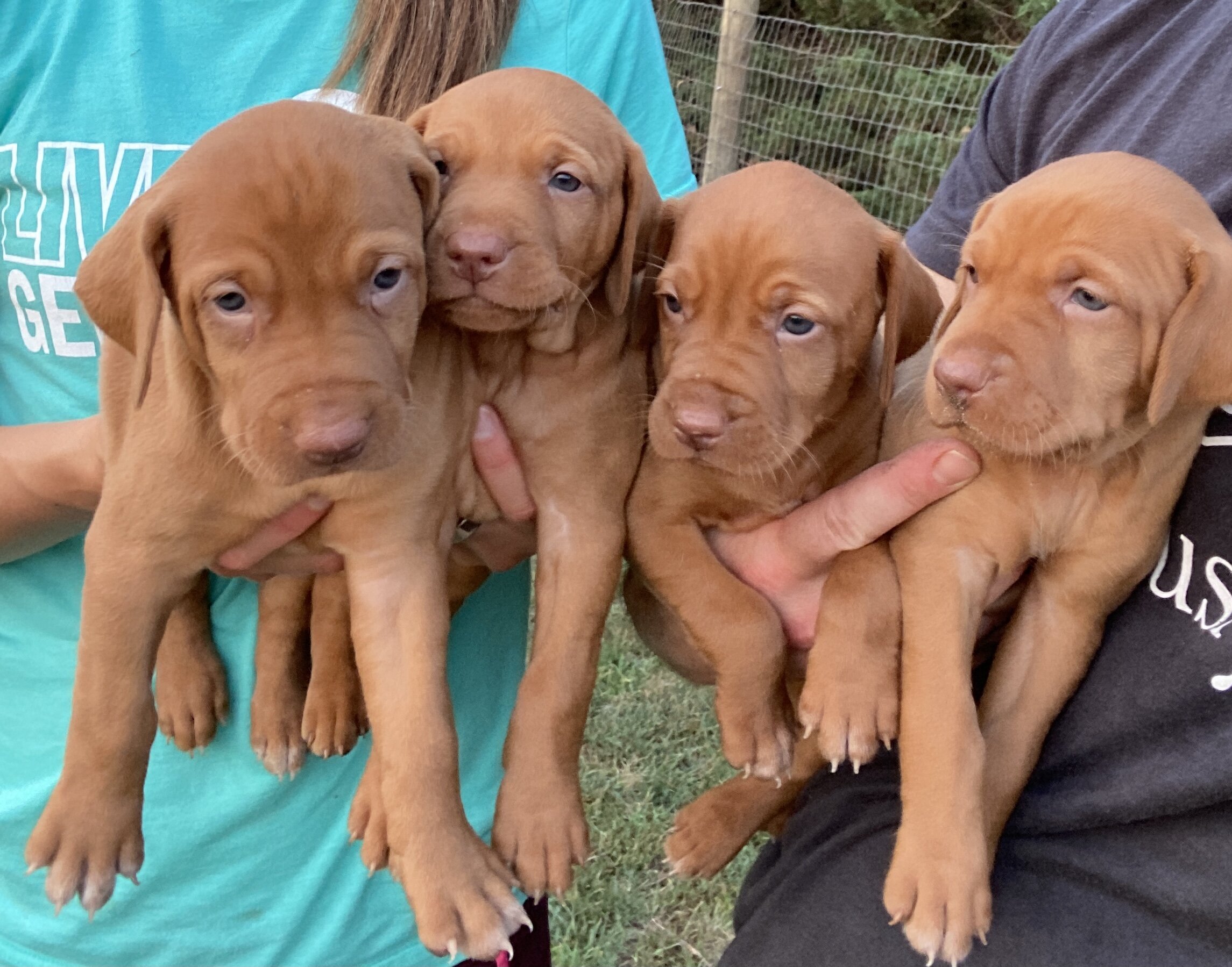 Male puppies - Week 4