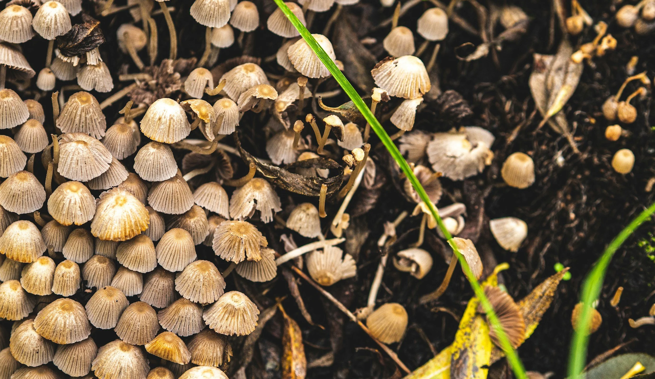 Seed Swap at Bellevue Library